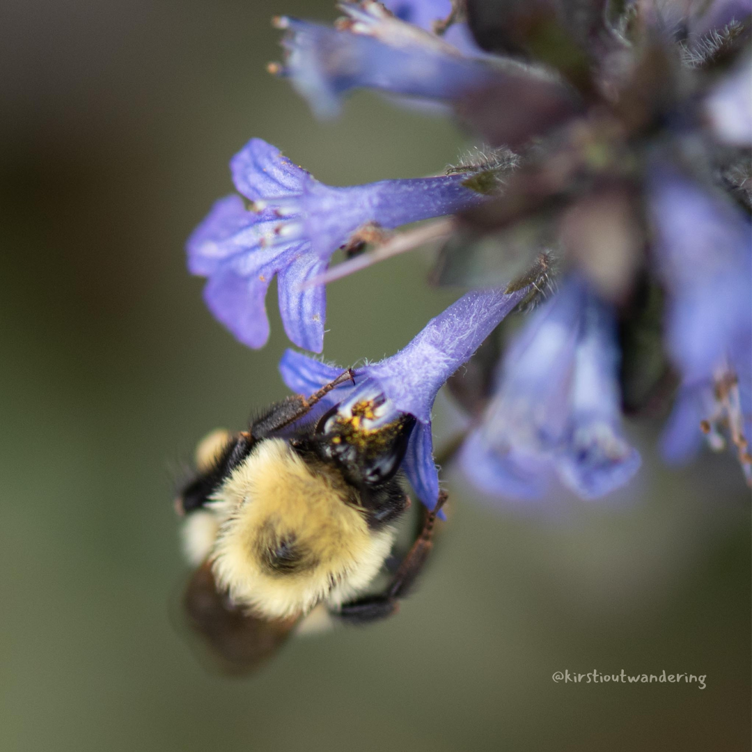 Kirsti Out Wandering_www.kirstioutwandering.com_ (13).png