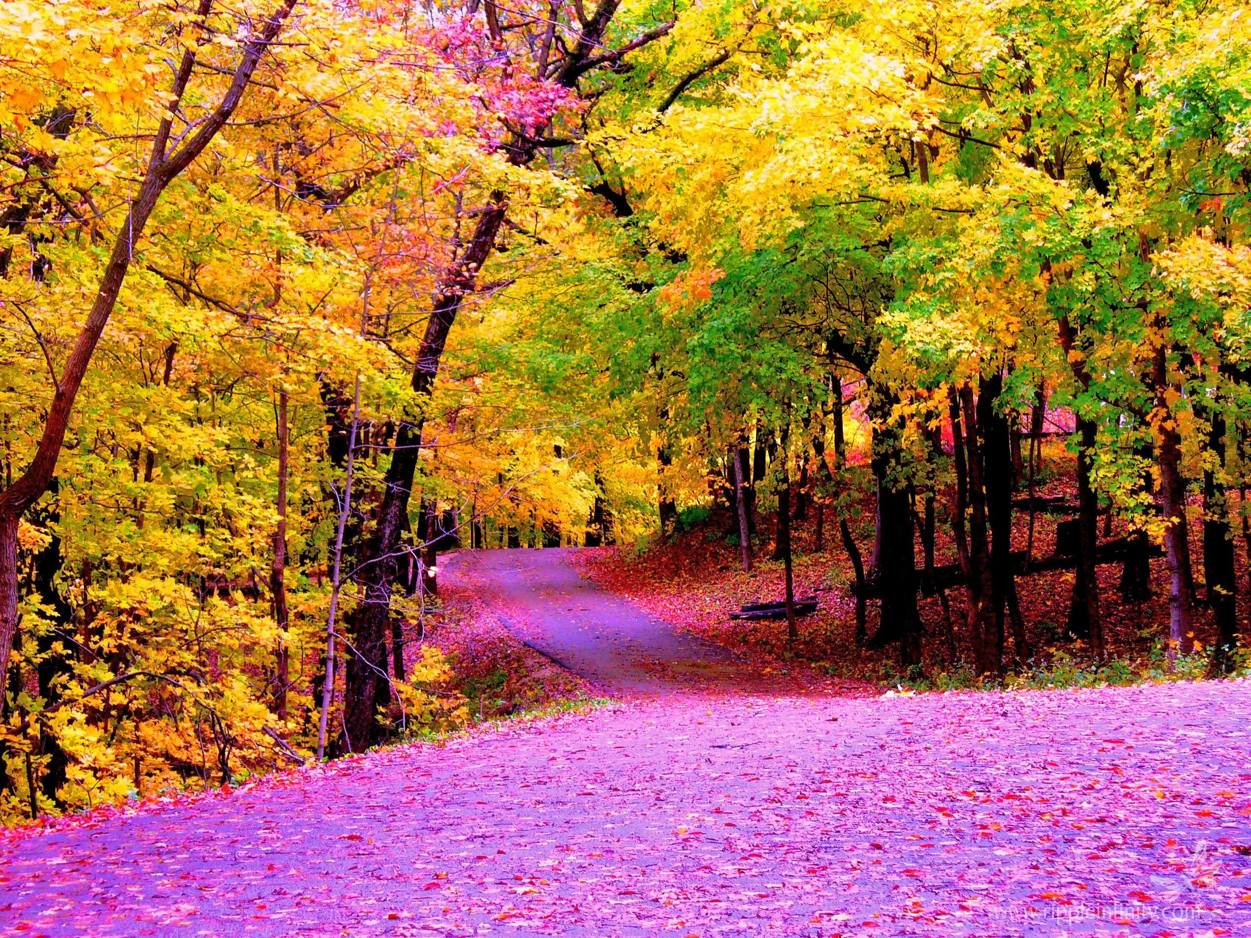 A winding forest path amid vibrant autumn trees with yellow, orange, and green leaves, and a pinkish-purple ground covered in fallen leaves.