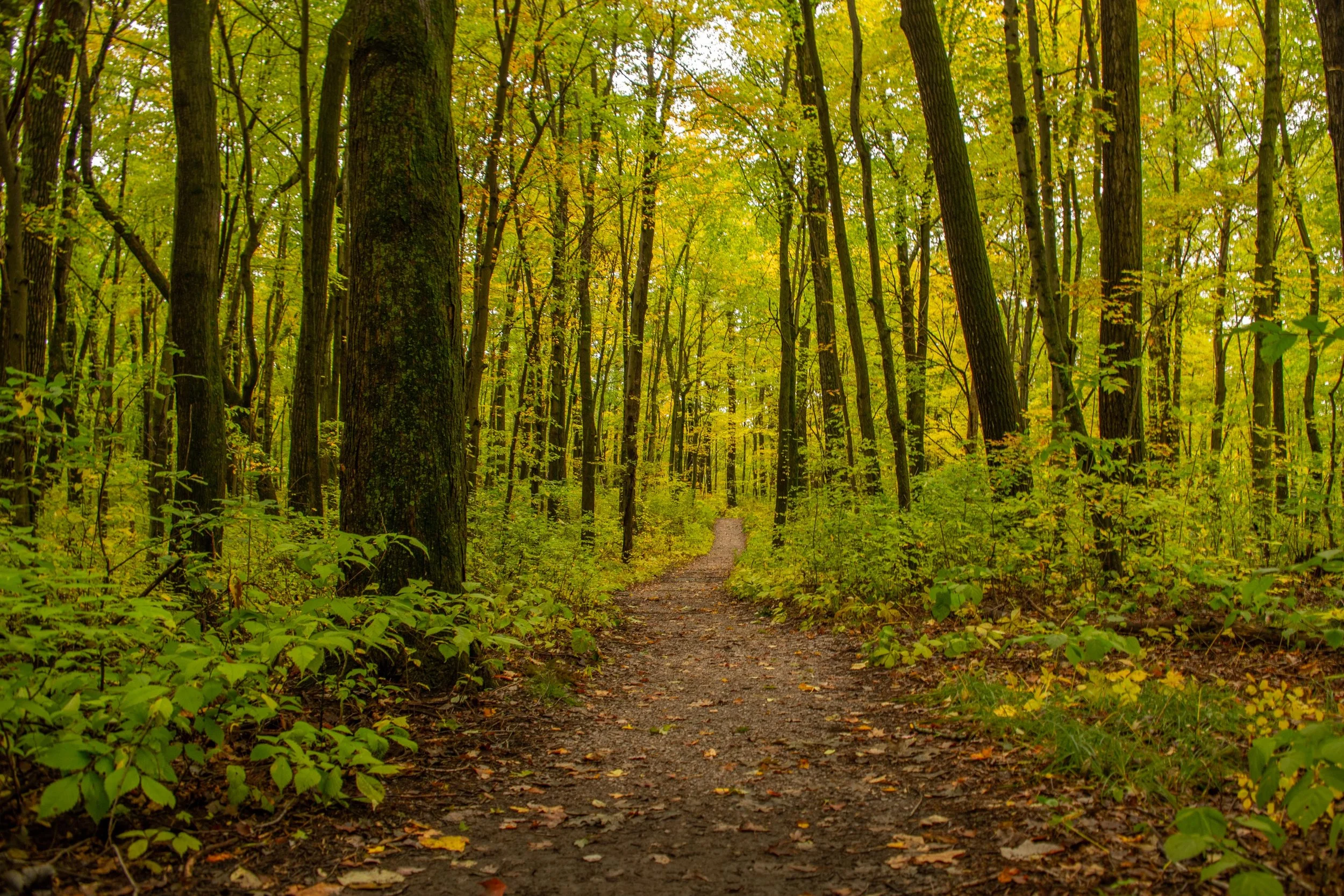 A dirt trail winds through a dense forest with tall trees and green and yellow foliage.