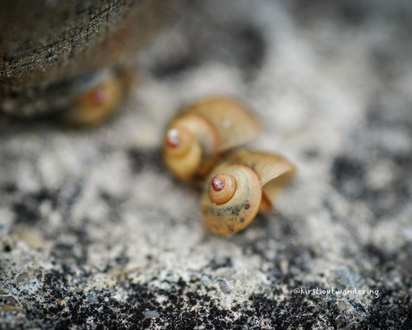 Untitled (1350 × 1080 px) (2).png