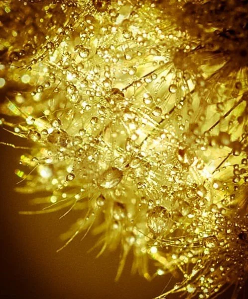 Close-up of a plant or seed with water droplets on its surface, illuminated in golden light.