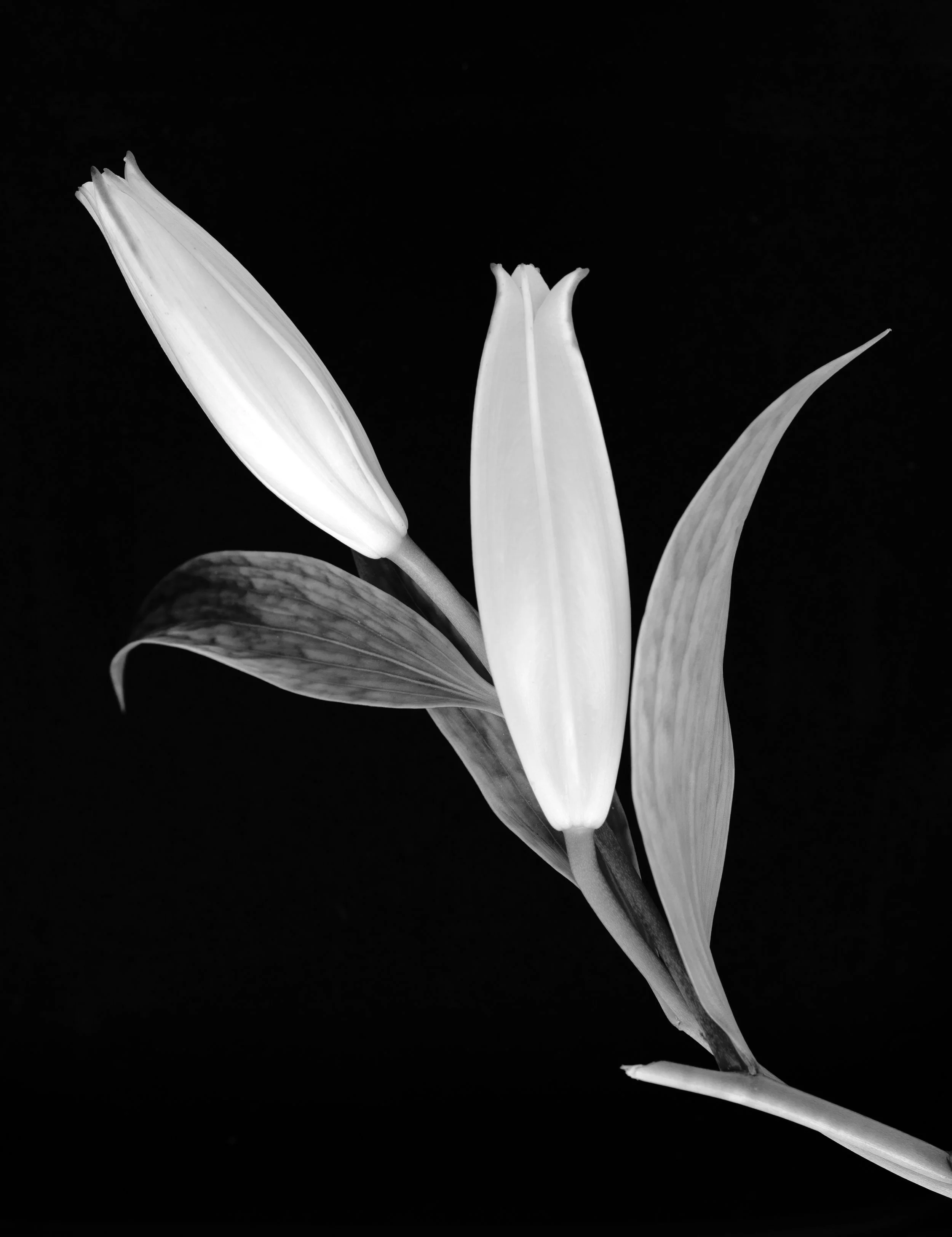 Black and white photograph of a lily flower with its petals and leaves visible.
