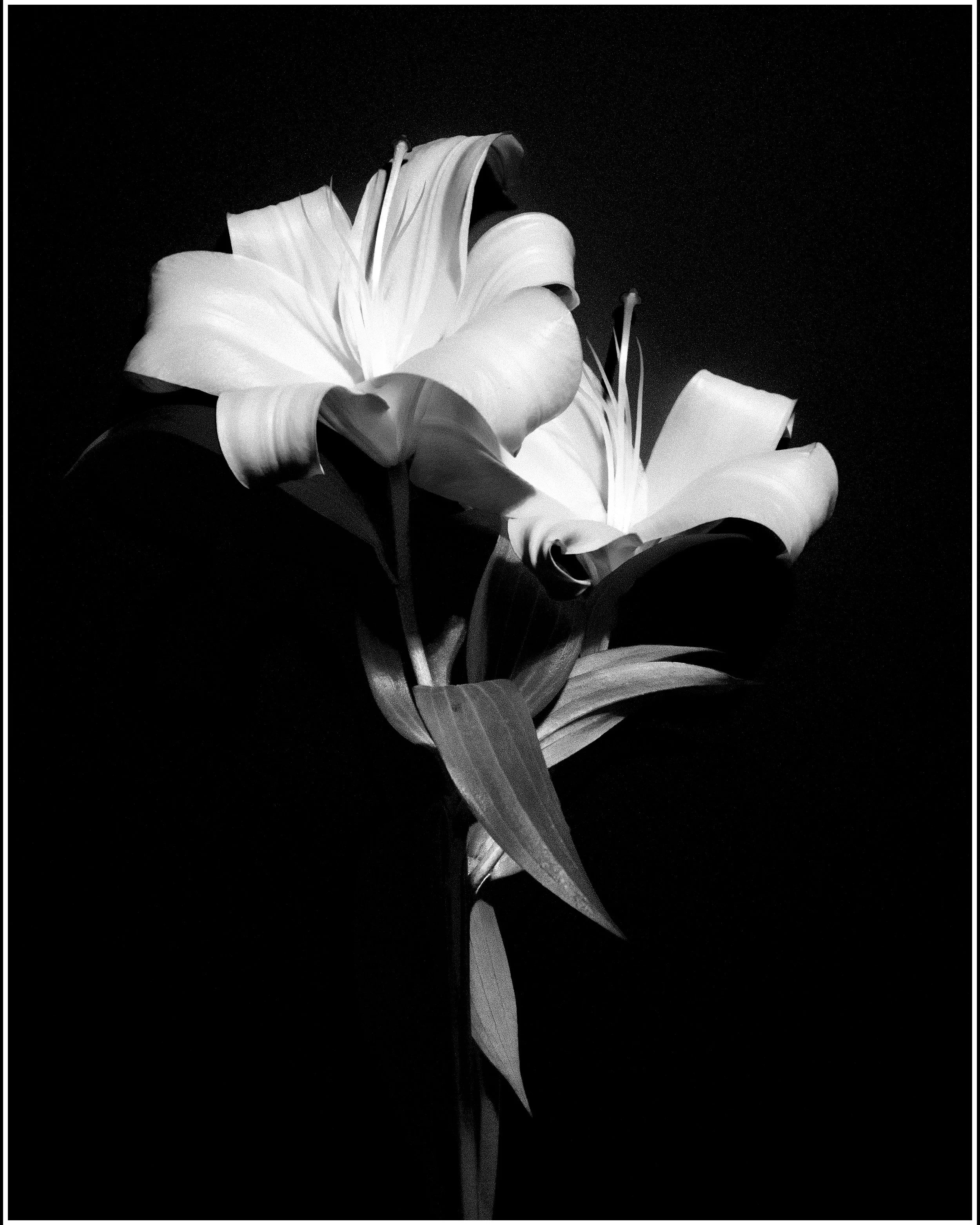 Black and white photograph of two lilies with large, curved petals and long stamens on a dark background.