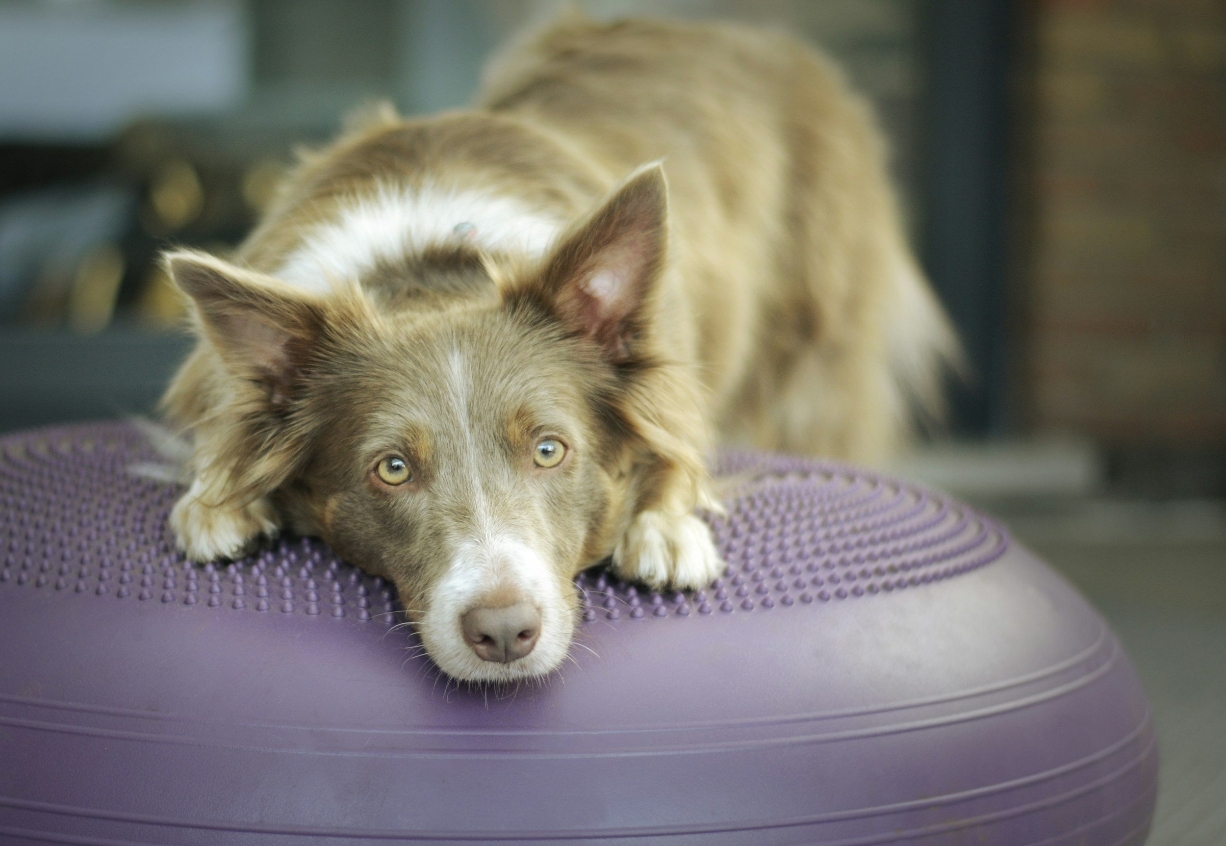 Hund i balance- og styrketræning på balancepude med fokus på kropskontrol.