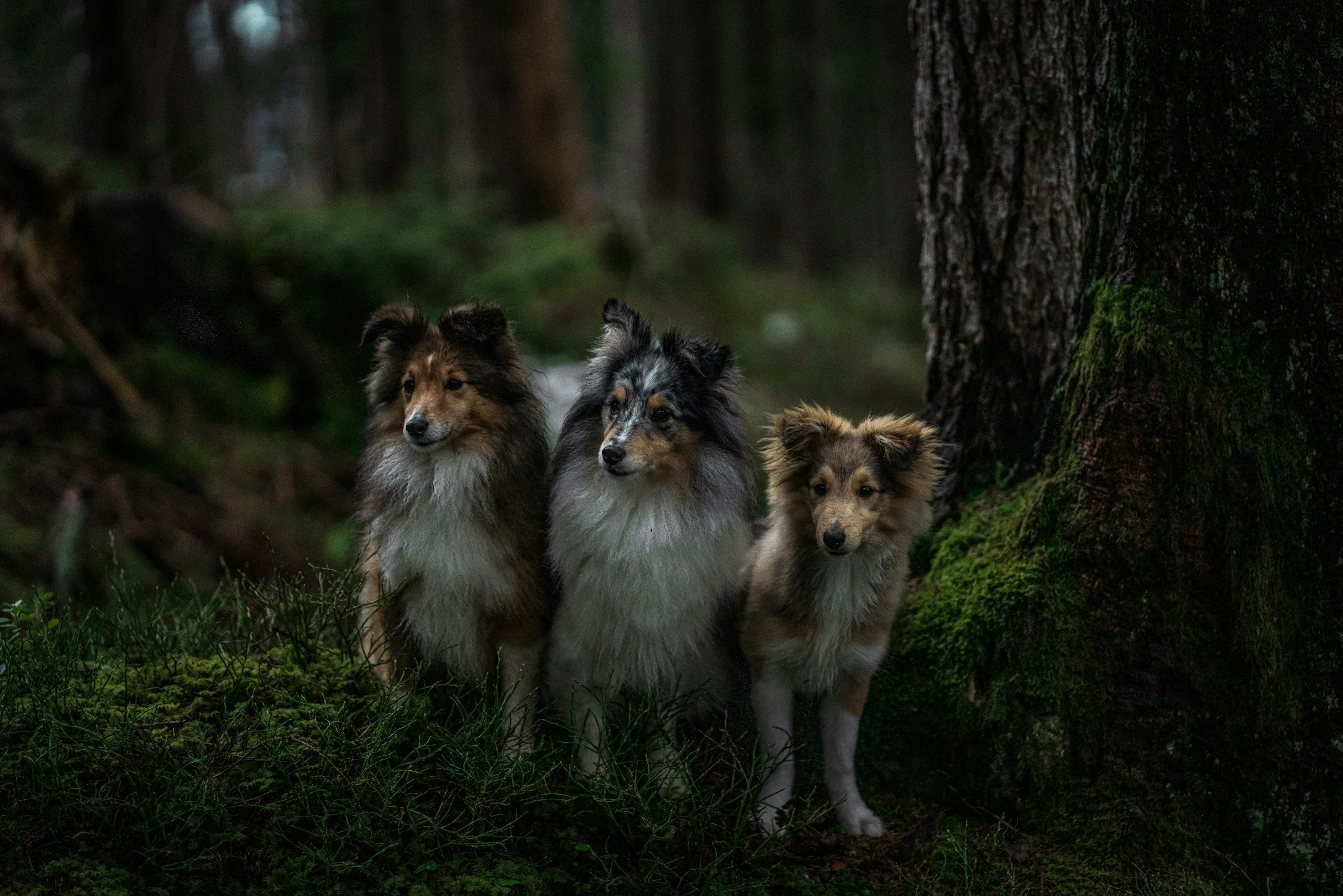 Gruppe af hunde på fælles gåtur