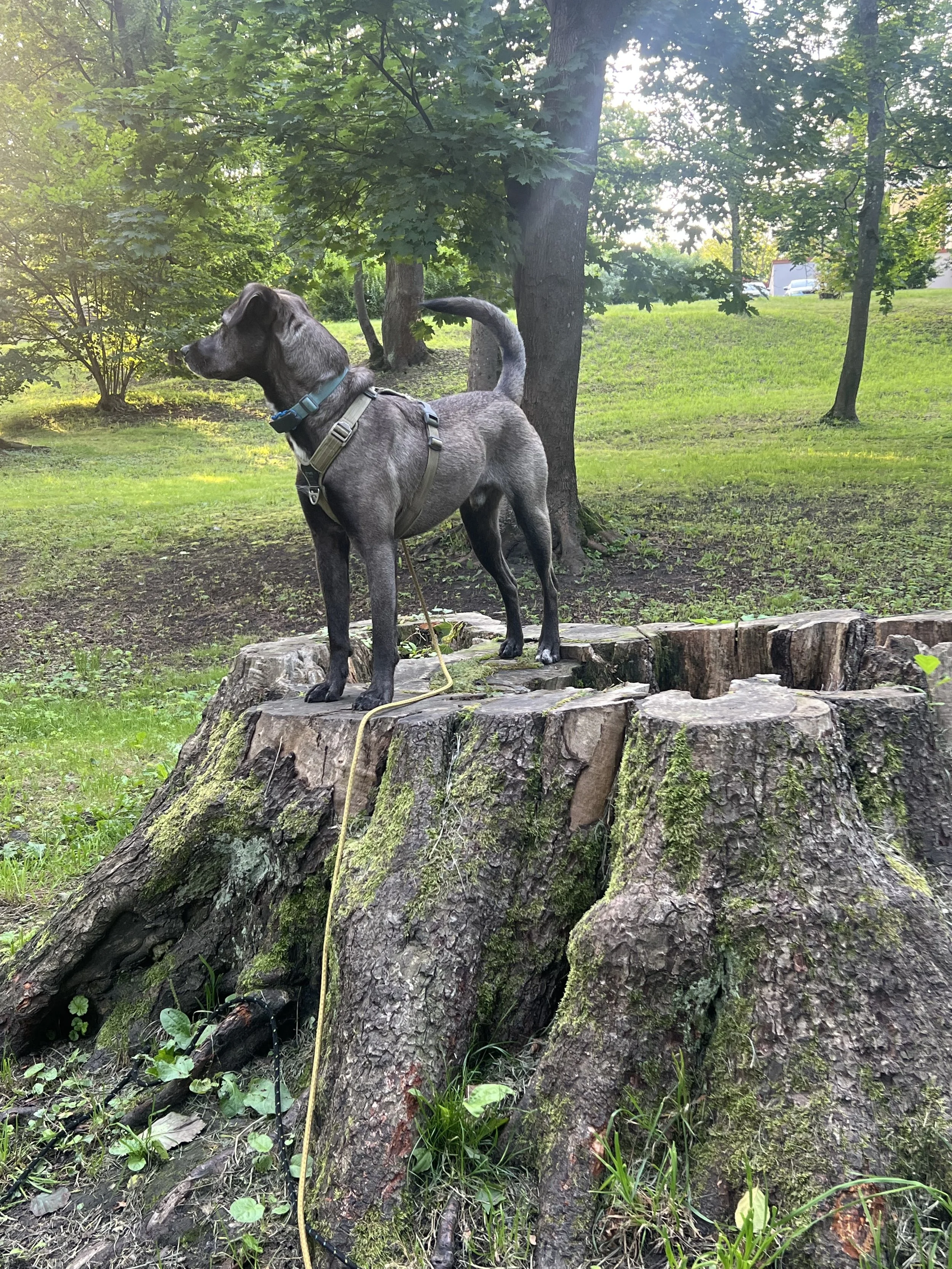 Den selvsikre hund er en glad hund