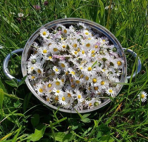 The Remarkable Properties of the Humble Daisy