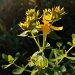 St-Johns-Wort-150x150.jpg