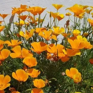 Califorian-poppies-in-the-garden-scaled-300x300.jpg