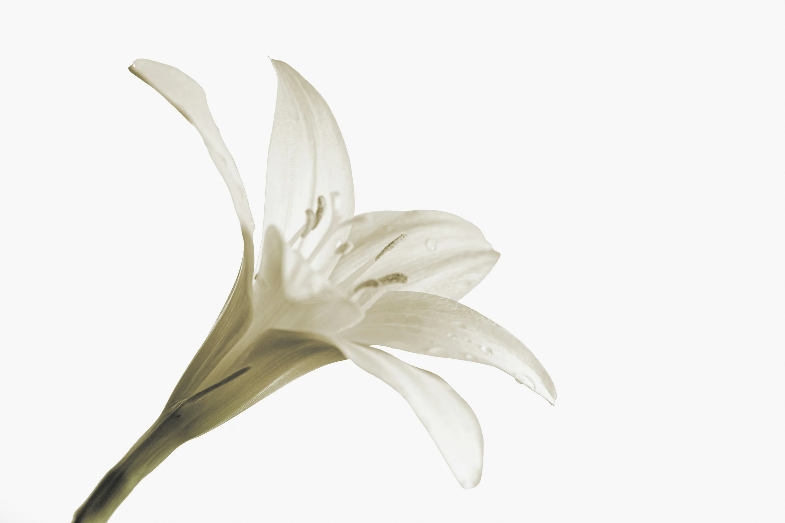 A close-up of a white lily flower with water droplets on its petals, set against a plain white background.