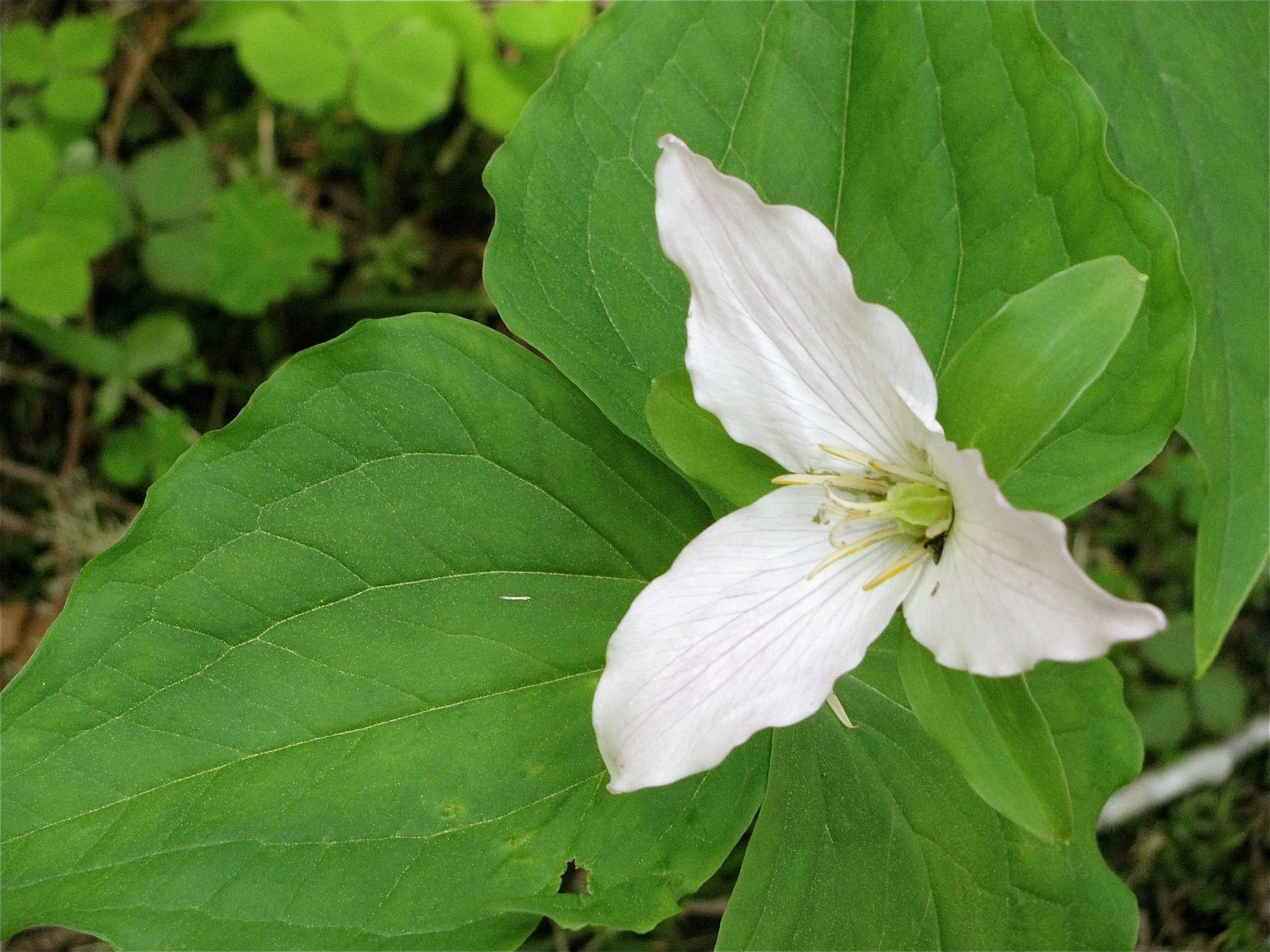 New Patient Appointment