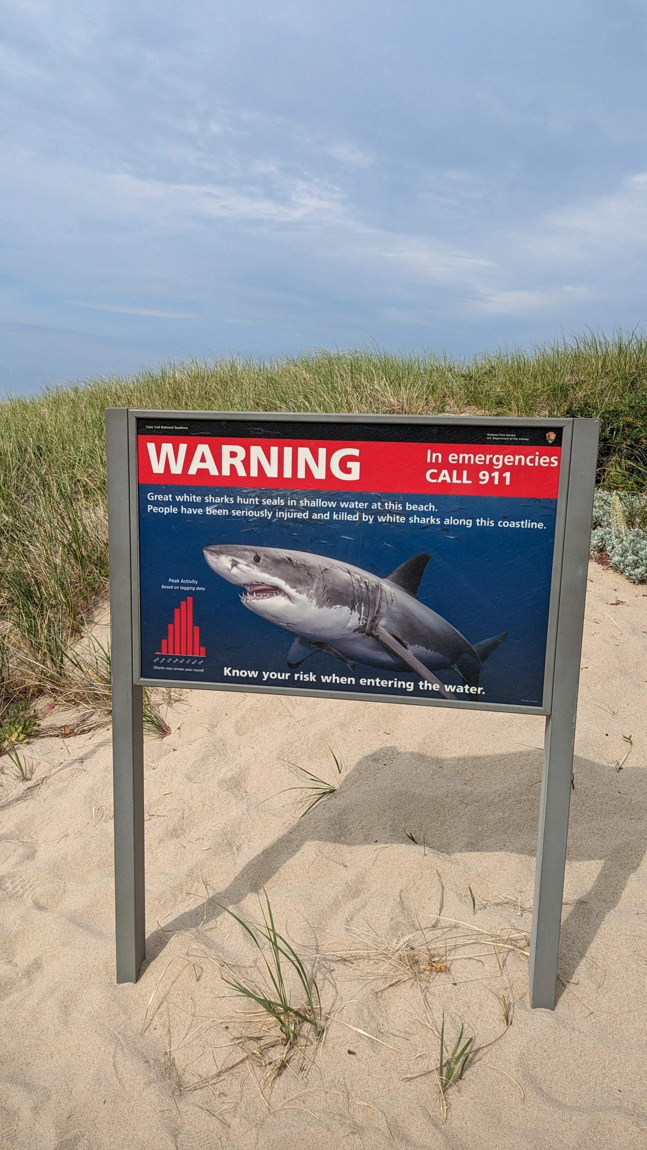 How Jaws, a Flying Bucket of Popcorn, and a Whale Changed My Life