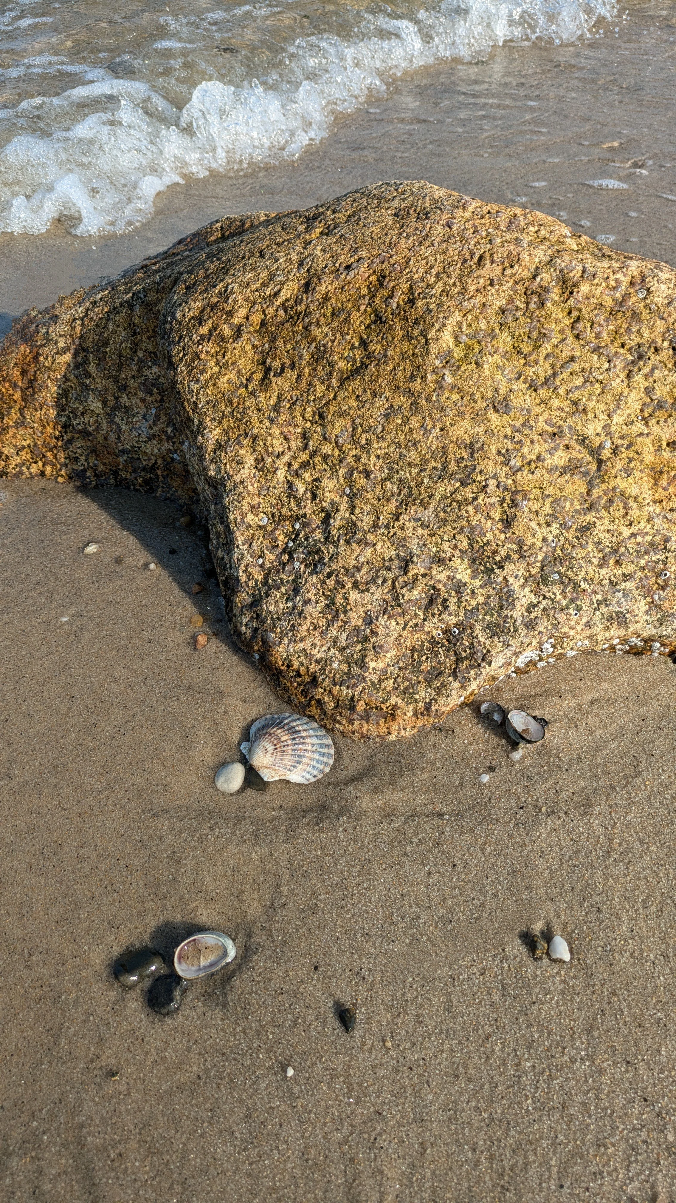 Shelling on Cape Cod