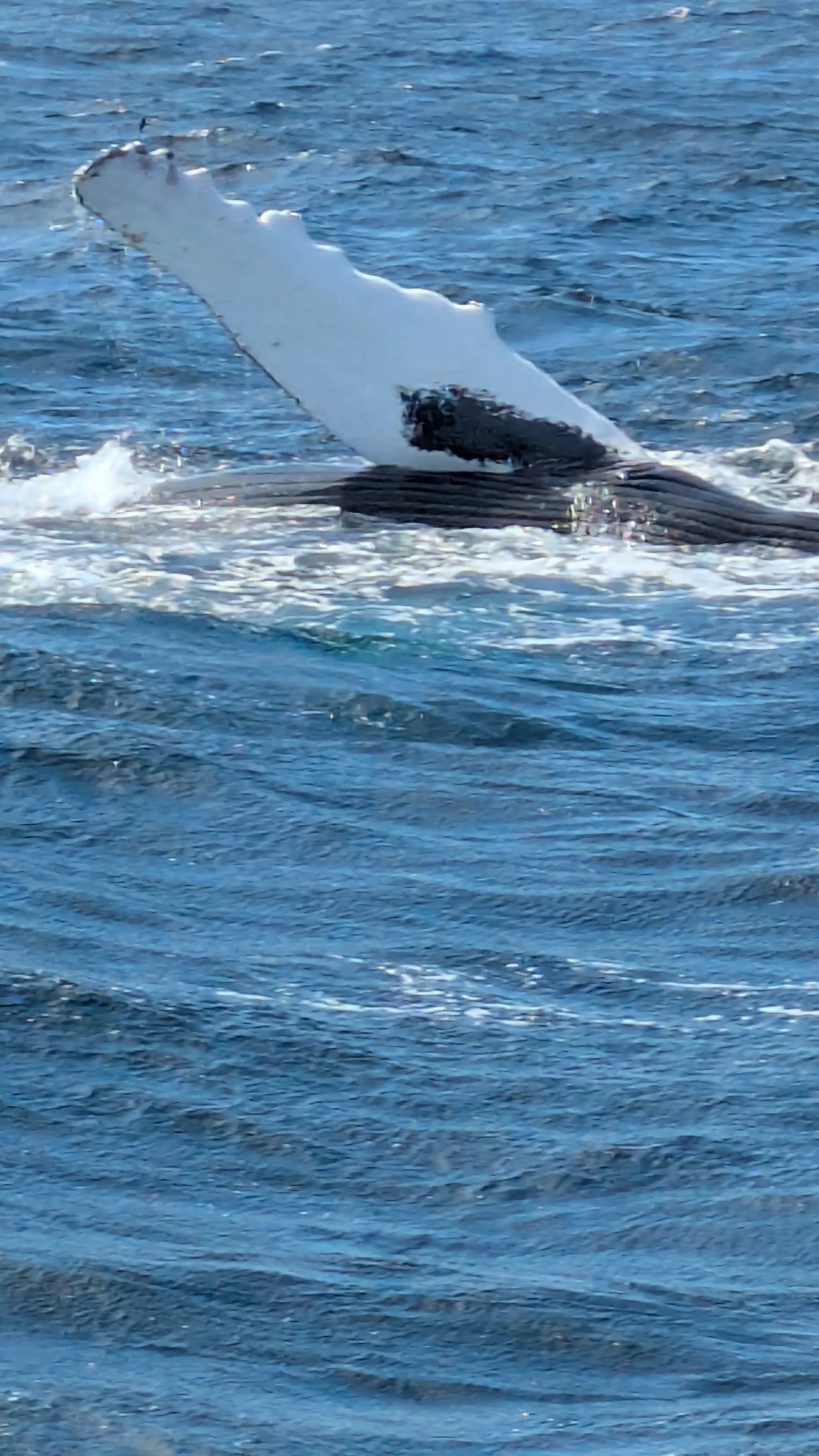 Humpback Whales of Cape Cod