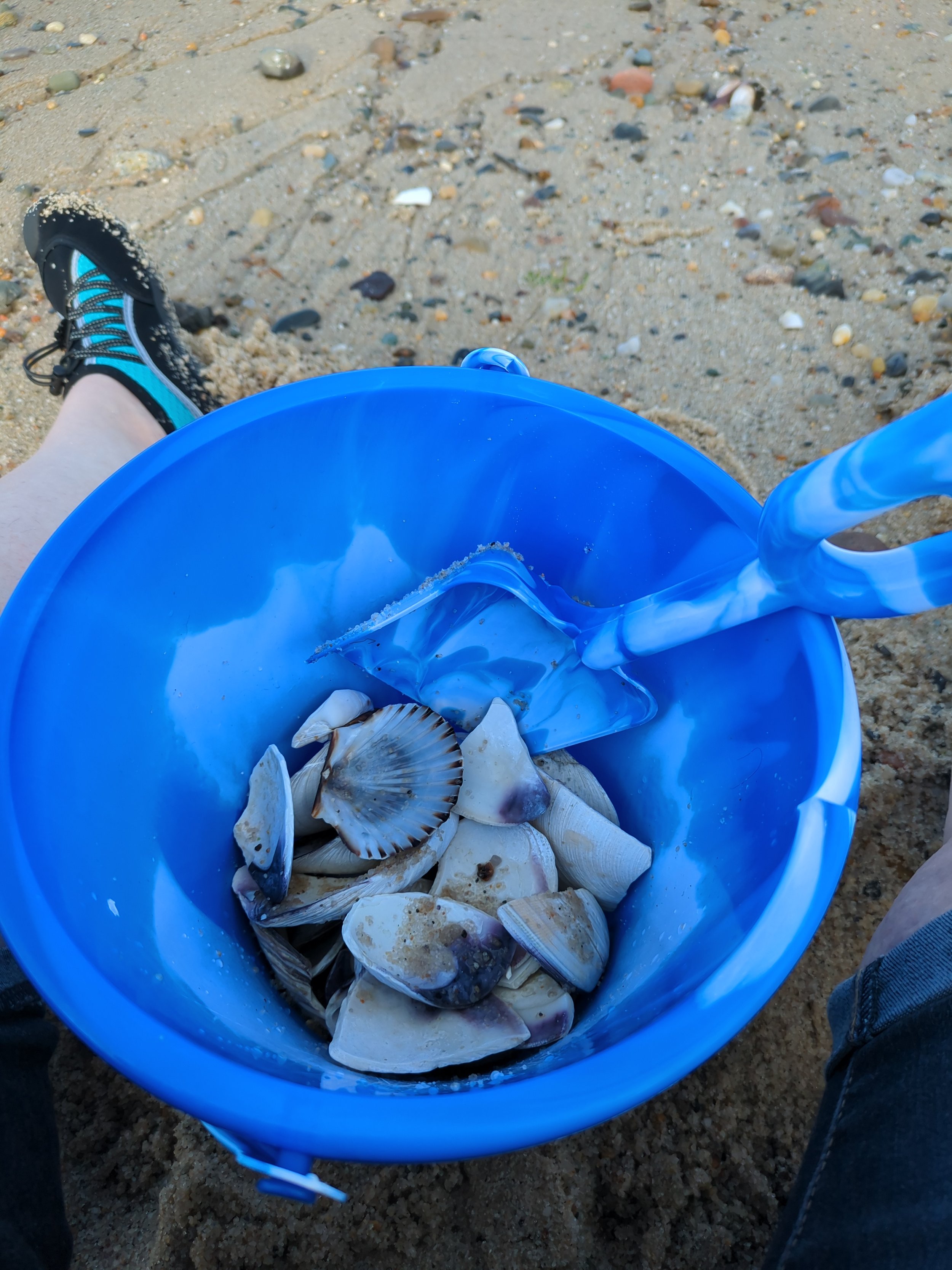 Shelling for Quahogs
