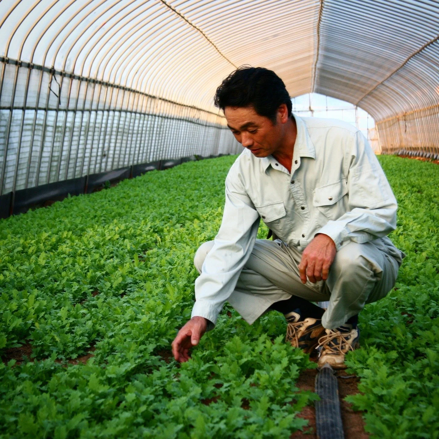 Millet Farmers - Chiba