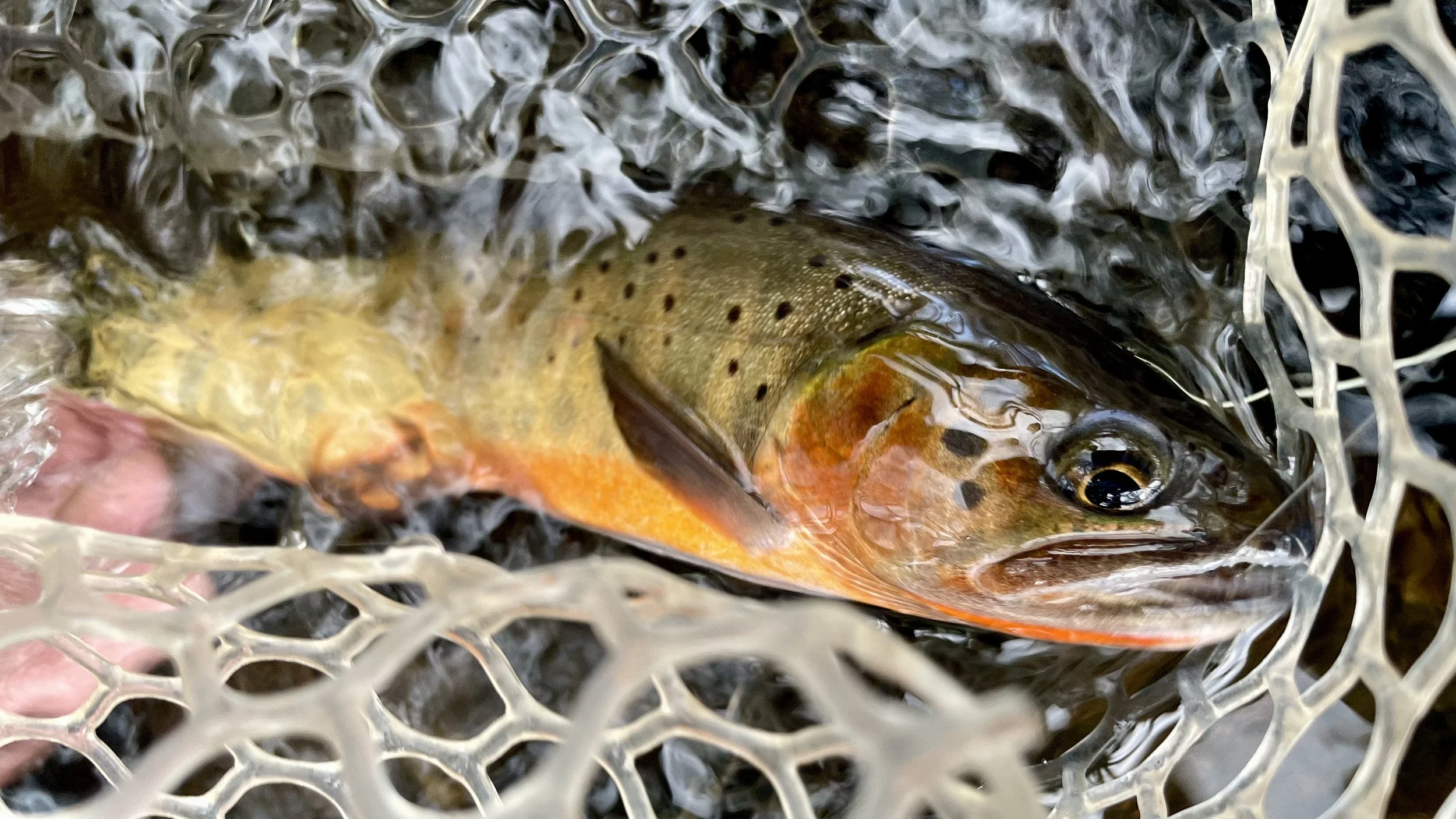 A fishing net holds a freshly caught rainbow trout with colorful markings and a glossy eye, surrounded by water.