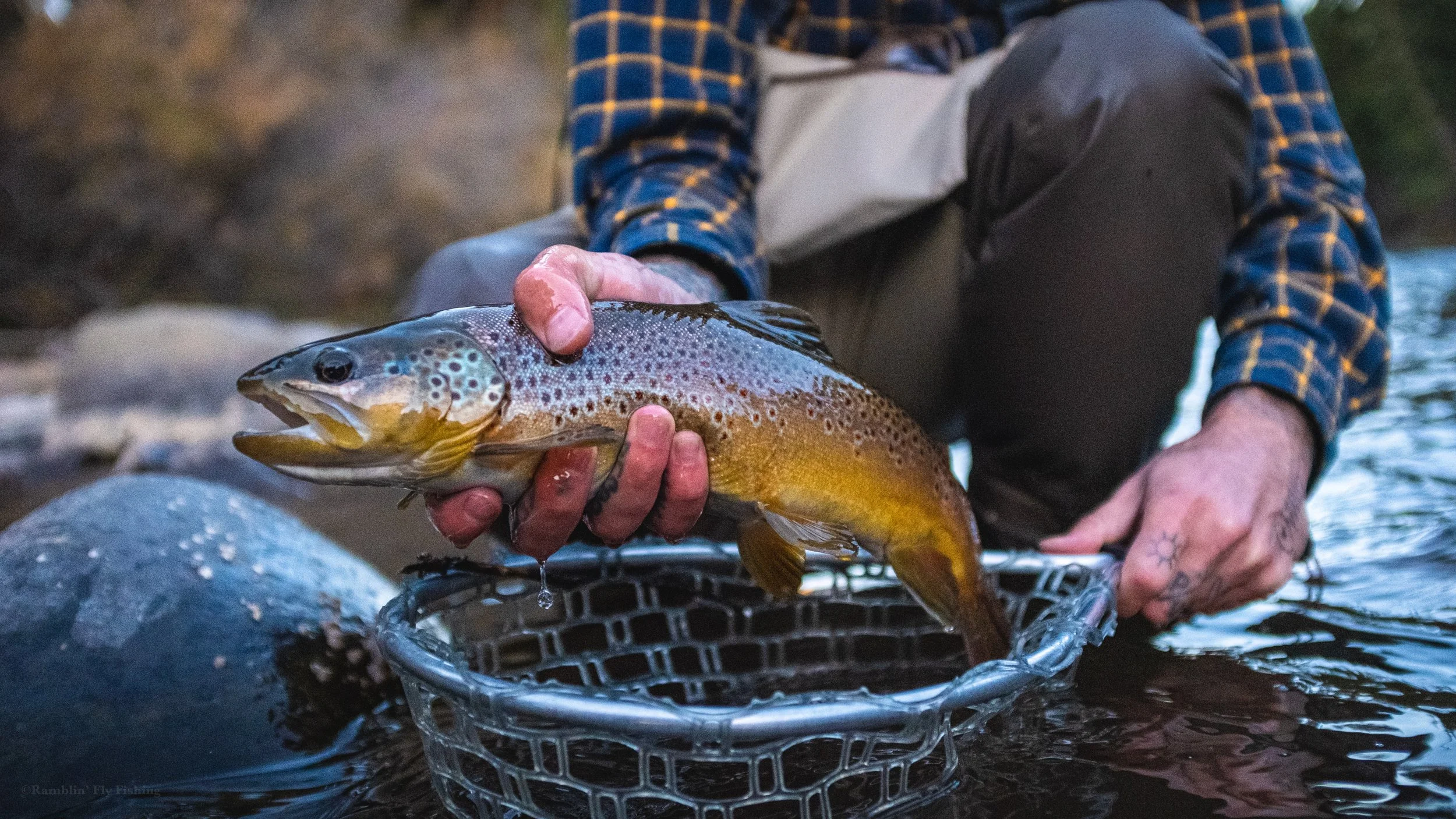Person holding a rainbow trout fish in a fishing net in a river