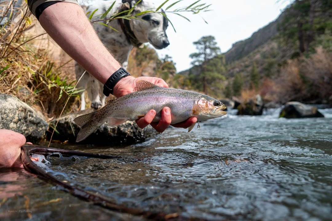 Person holding a rainbow trout in a river, with a dog nearby and mountains in the background.