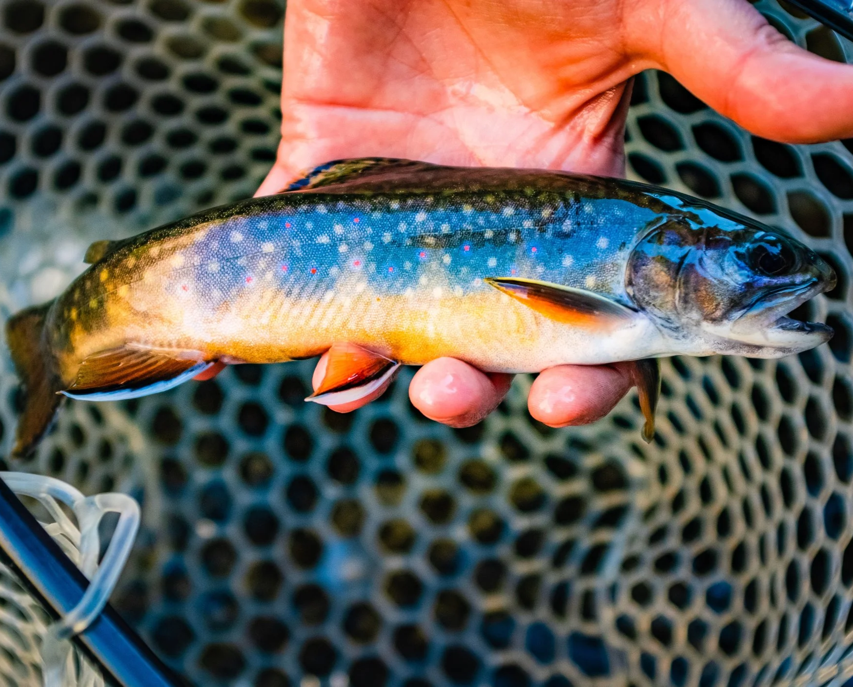 A person holding a colorful fish with the background of a plastic net or basket.