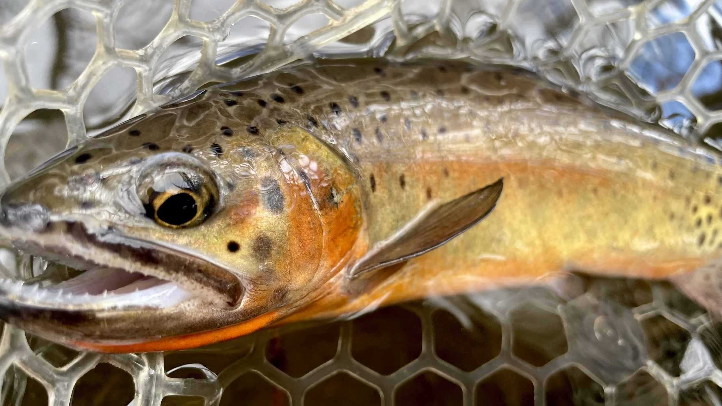 Close-up of a freshly caught brown trout fish lying in a plastic net with hexagon-shaped holes.