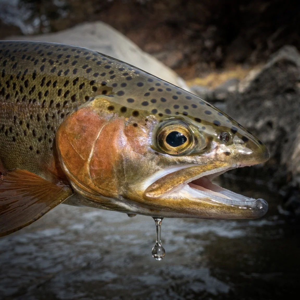 Close-up of a fish with a droplet hanging from its mouth, water running from its chin, and rocks in the background.