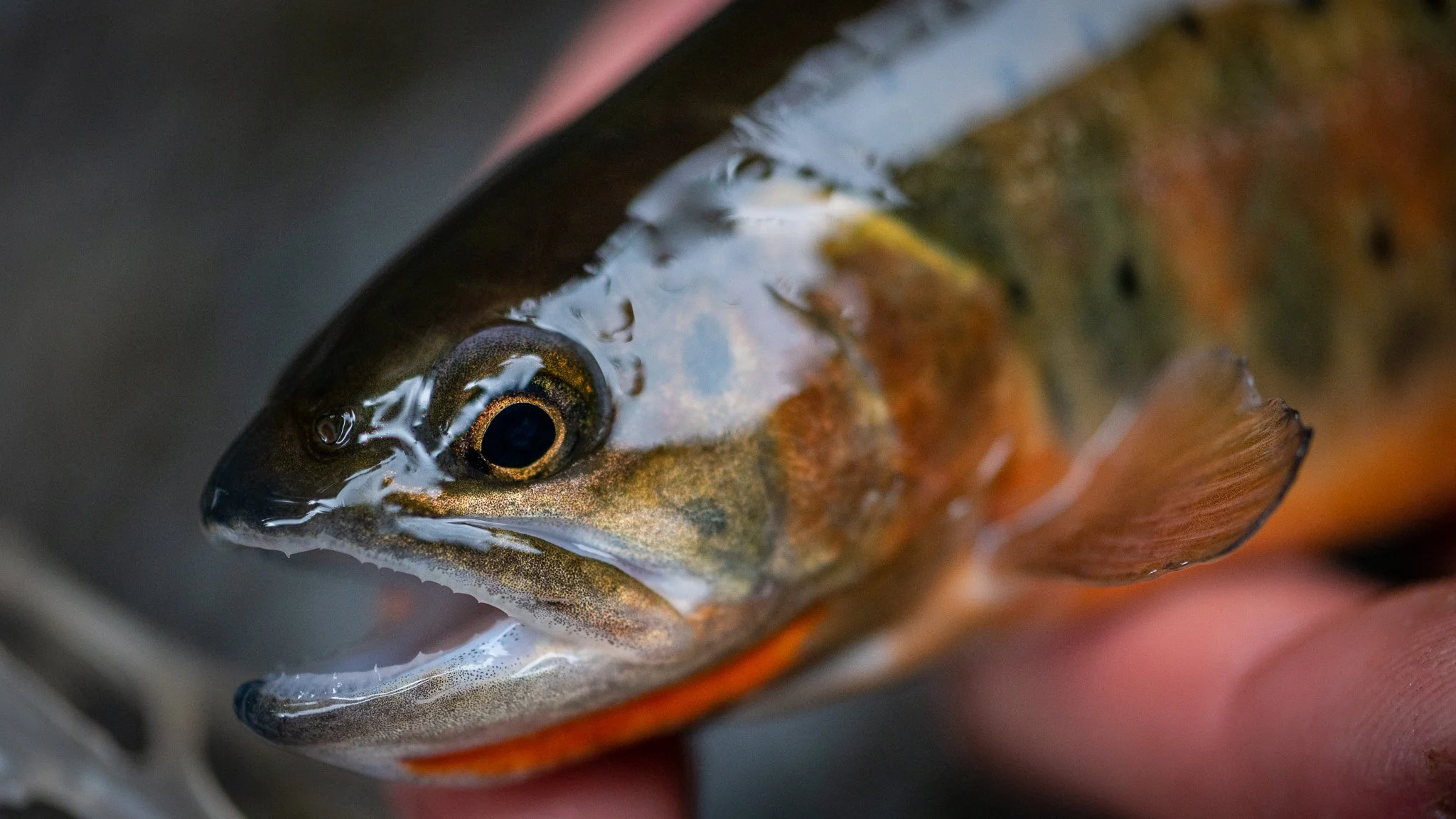 Close-up of a fish's head, showing its eye, mouth, and part of its colorful body, being held in a person's hand.