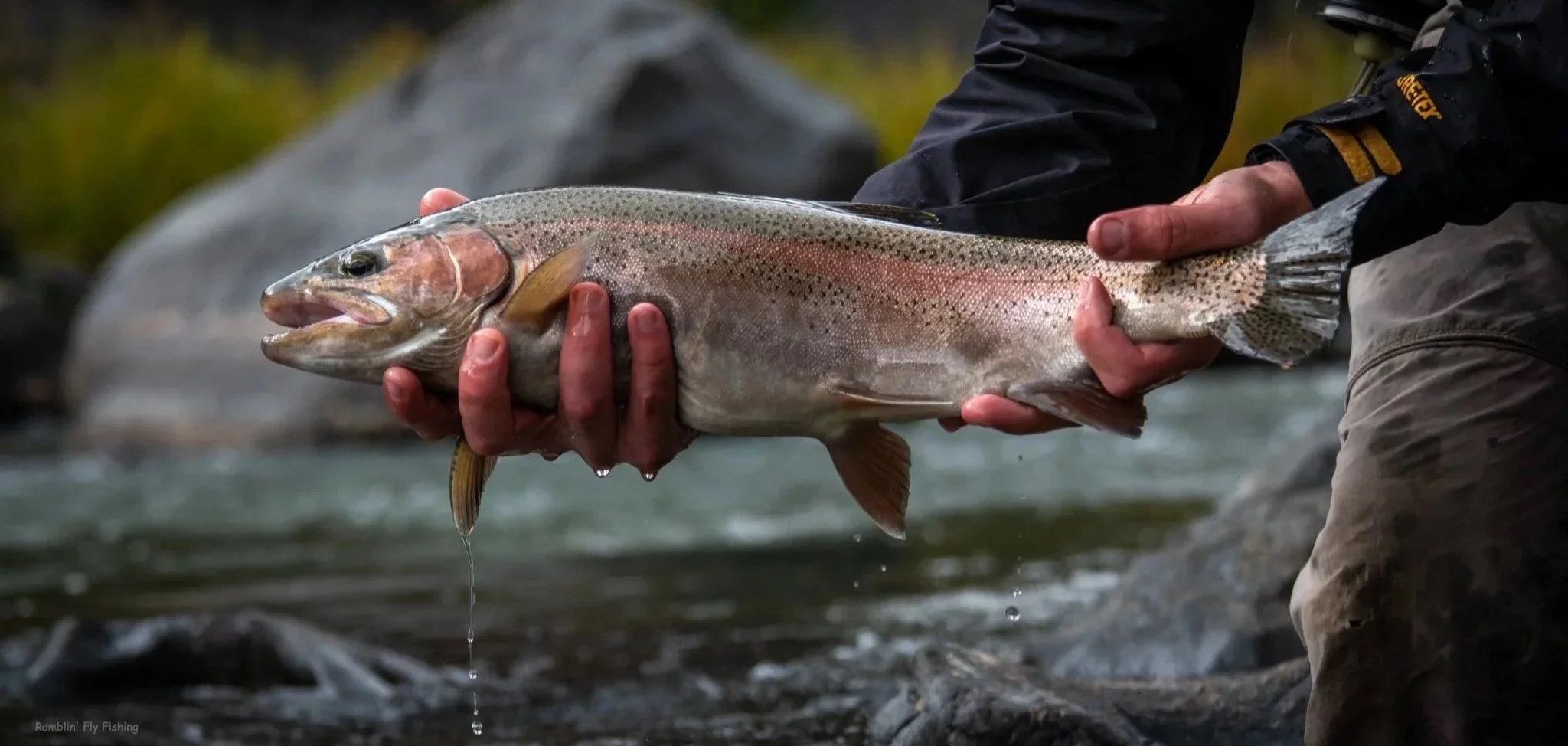 Person holding a large rainbow trout above a river, with water droplets dripping from the fish.