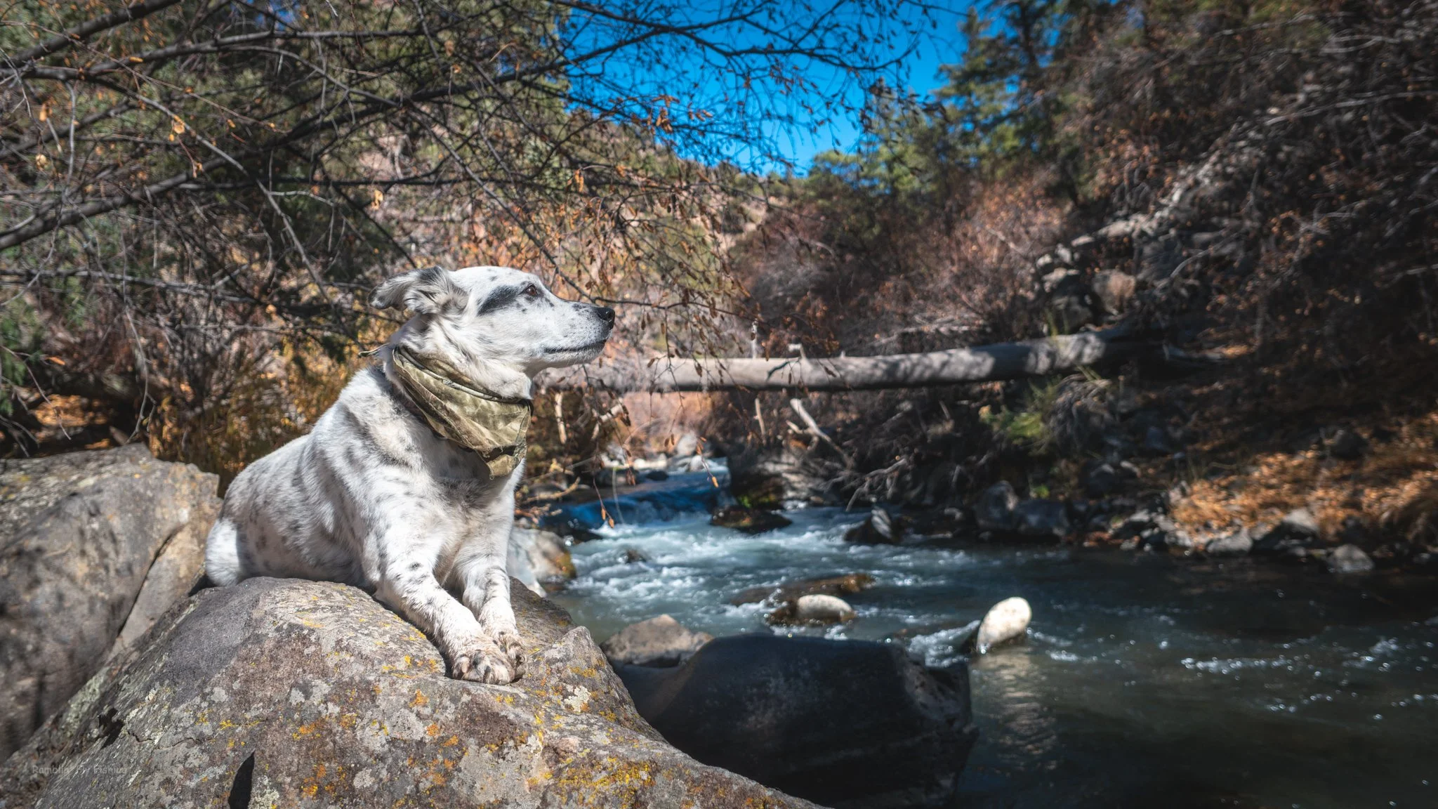 A dog with a bandana sitting on a large rock beside a flowing mountain stream in a forest.