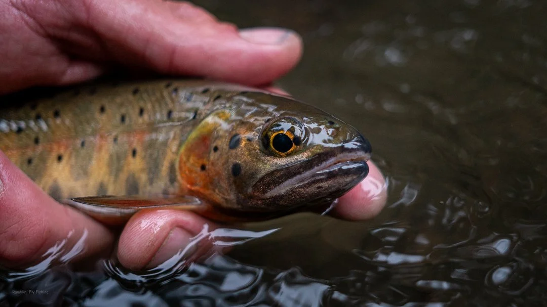 Fly Fishing the High Country around Taos