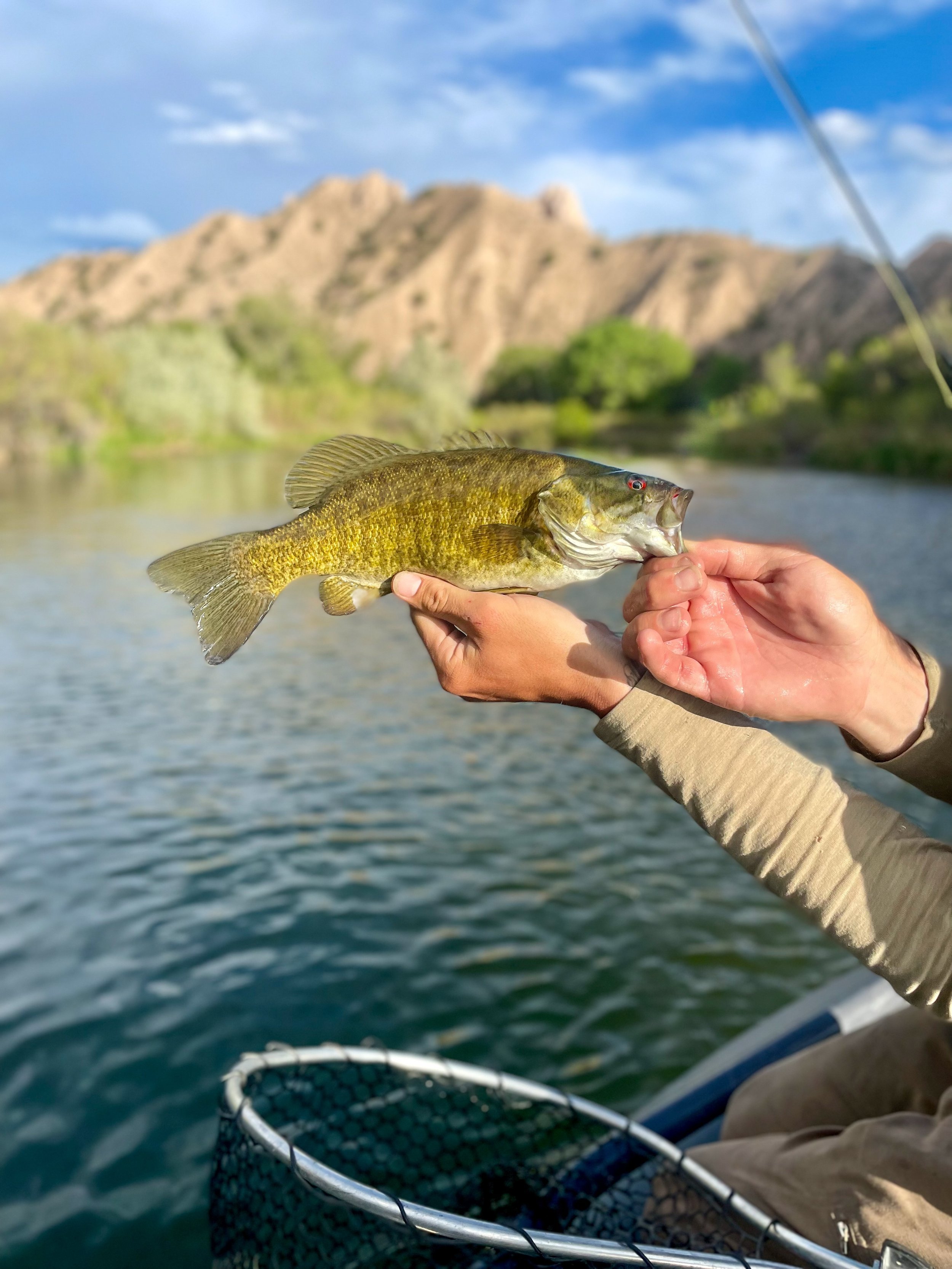 Smallie season. 

@nrsfishing #newmexicoflyfishing #smallmouthbassfishing