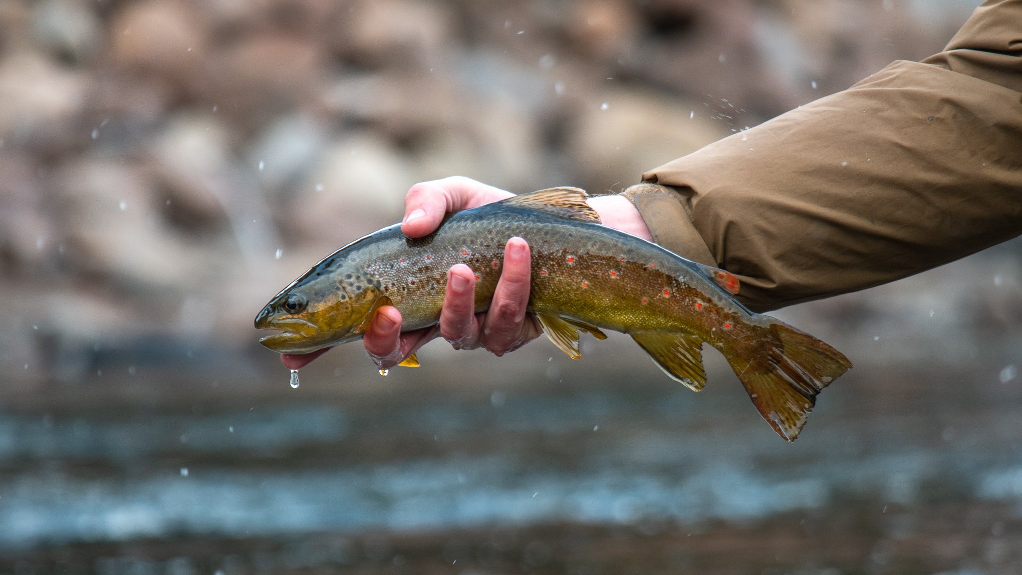 Person holding a freshly caught fish over water with a blurred natural background.