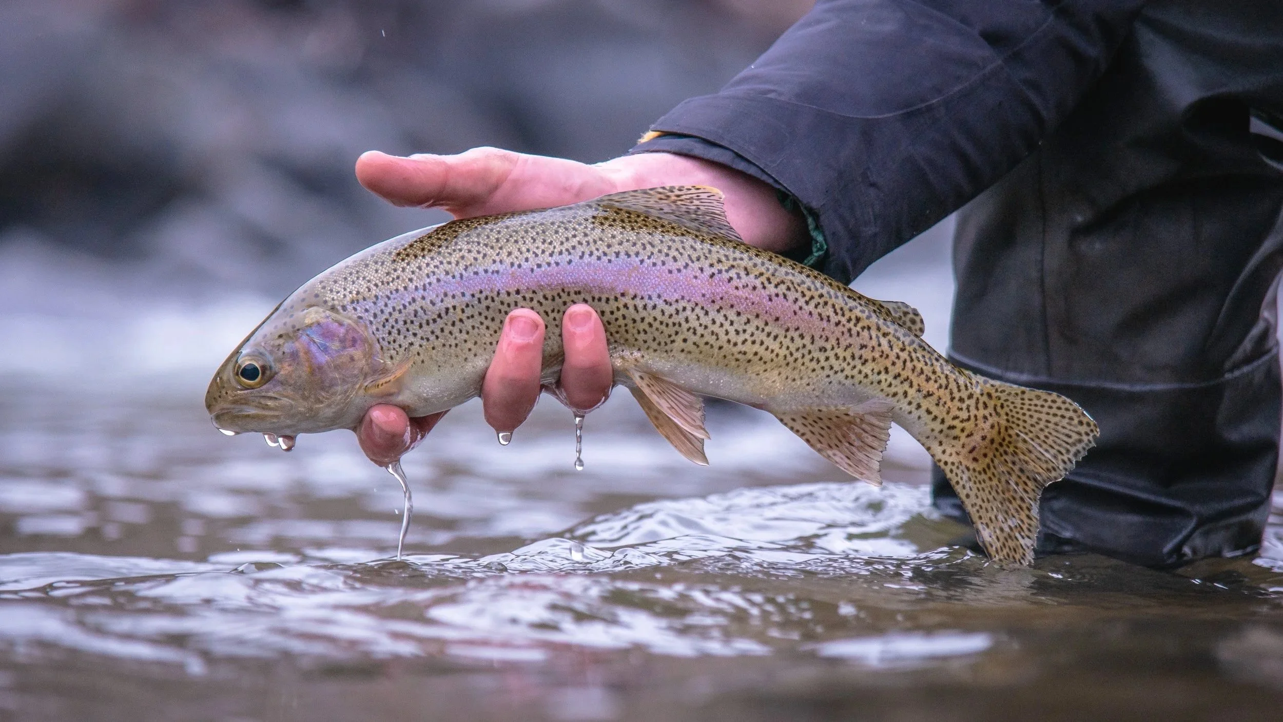 Person holding a rainbow trout above water in a river or stream.