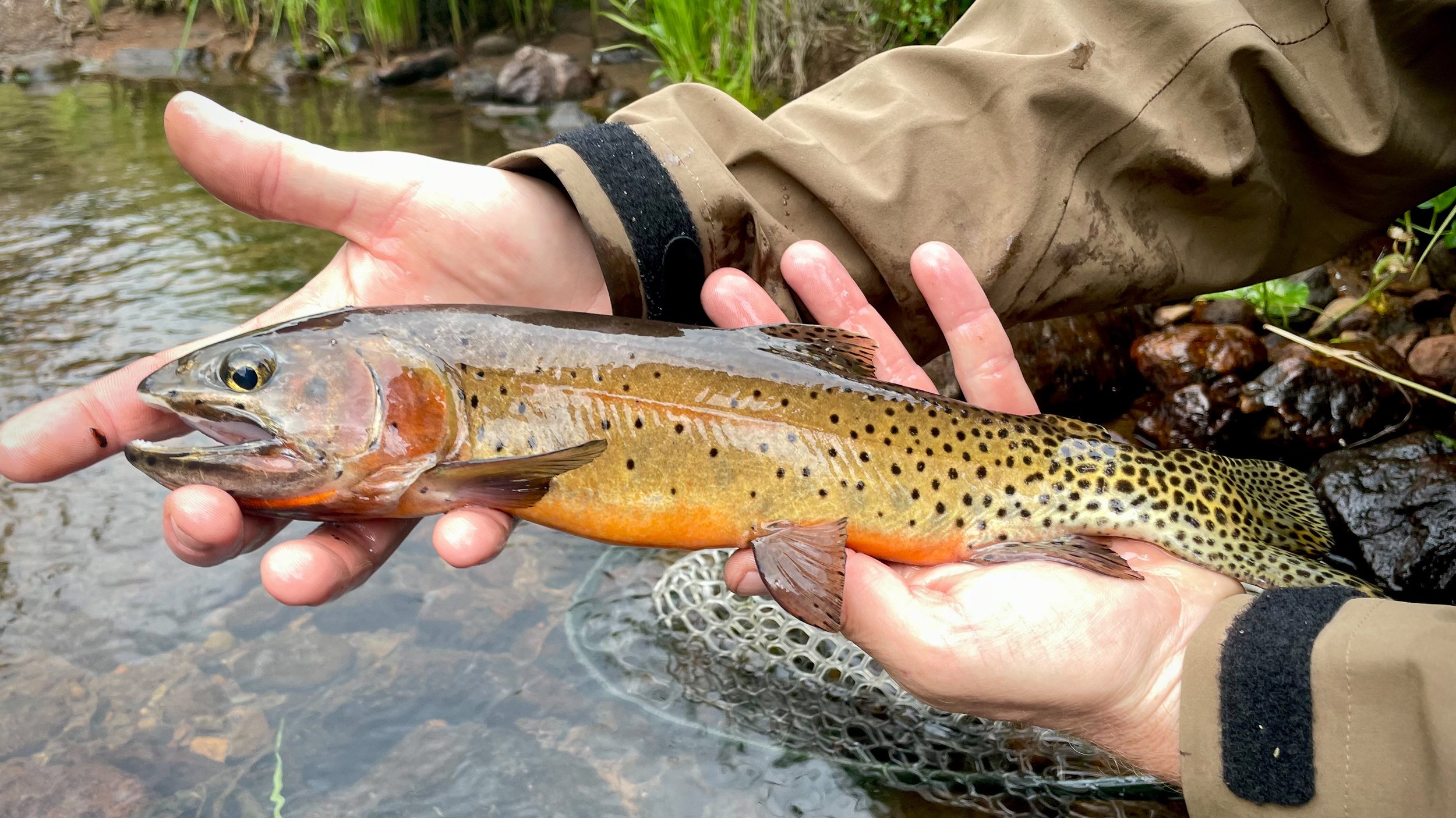 Person holding a rainbow trout fish in a river, wearing beige waterproof clothing with black Velcro straps.