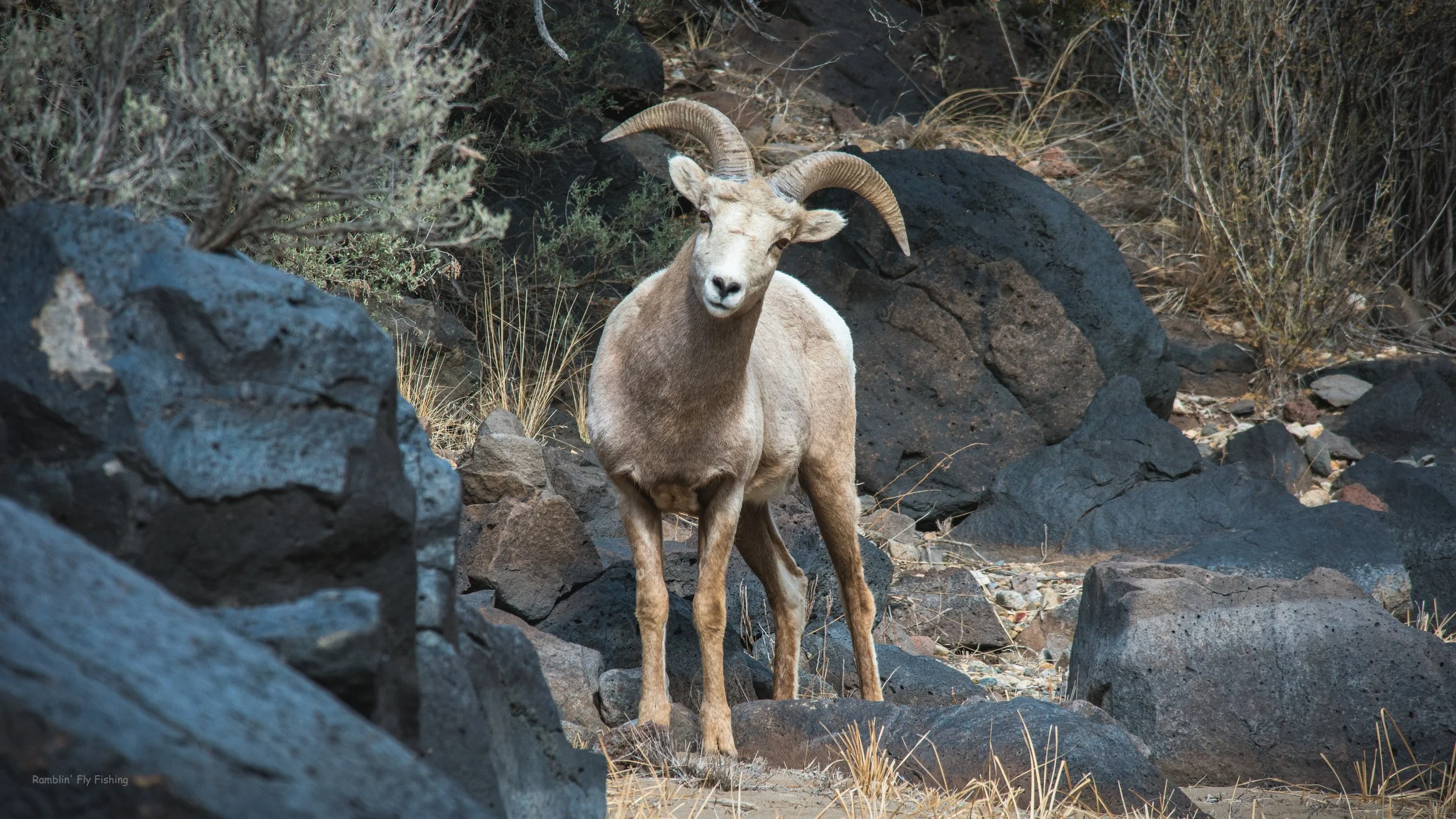 A bighorn sheep with curved horns standing among rocks and dry desert vegetation.