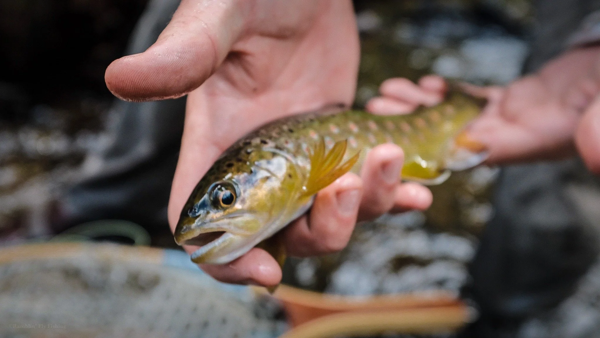 Close-up of a person holding a small trout fish over a stream.