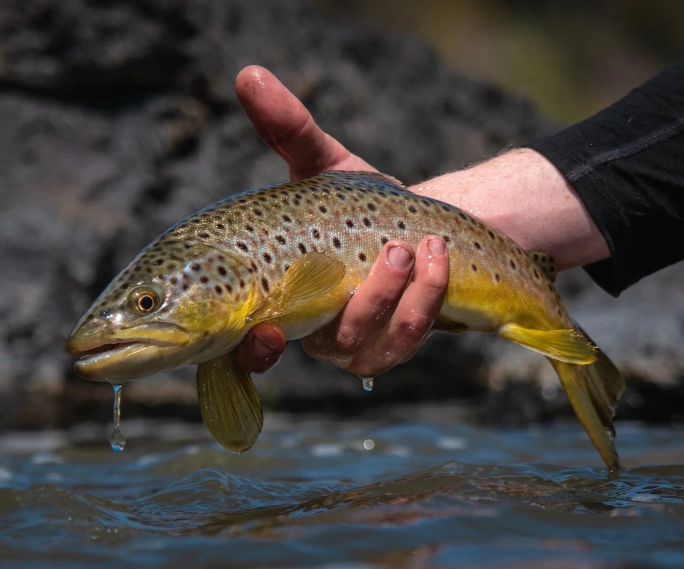 A person holding a freshly caught brown trout above a river, with water dripping from its body.