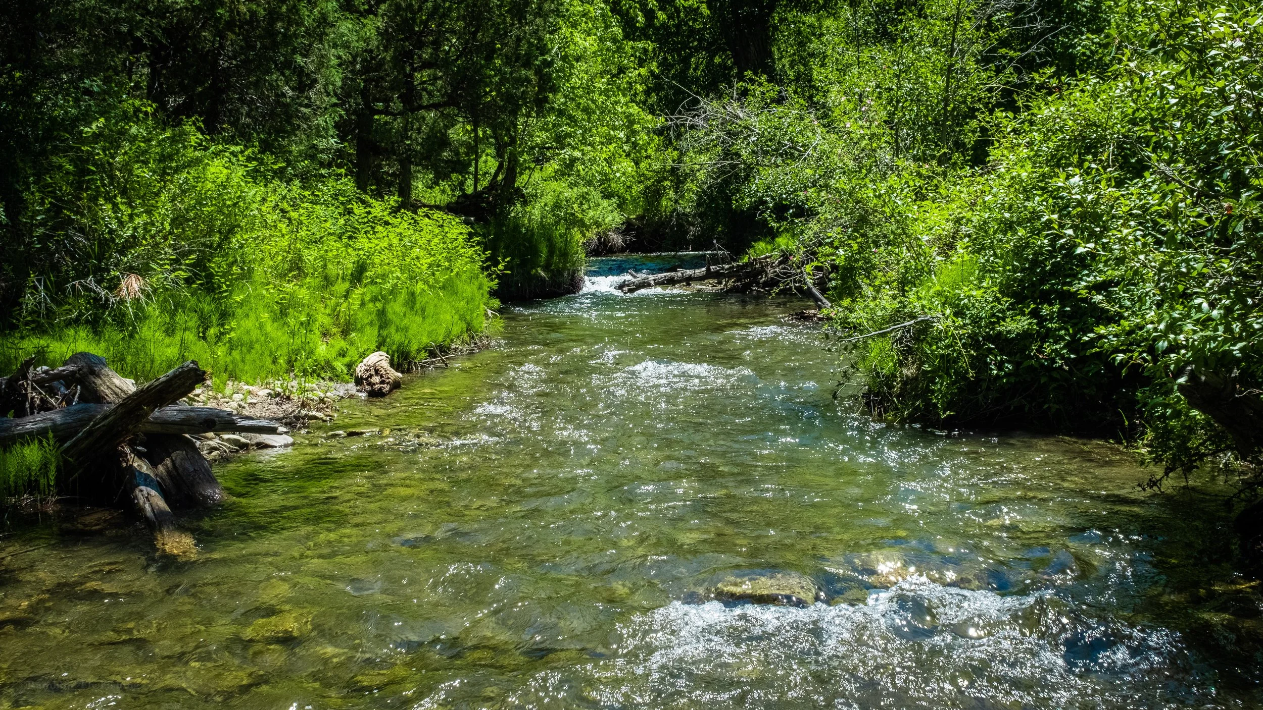 A clear, shallow mountain stream flowing through lush green trees and grass on a sunny day.
