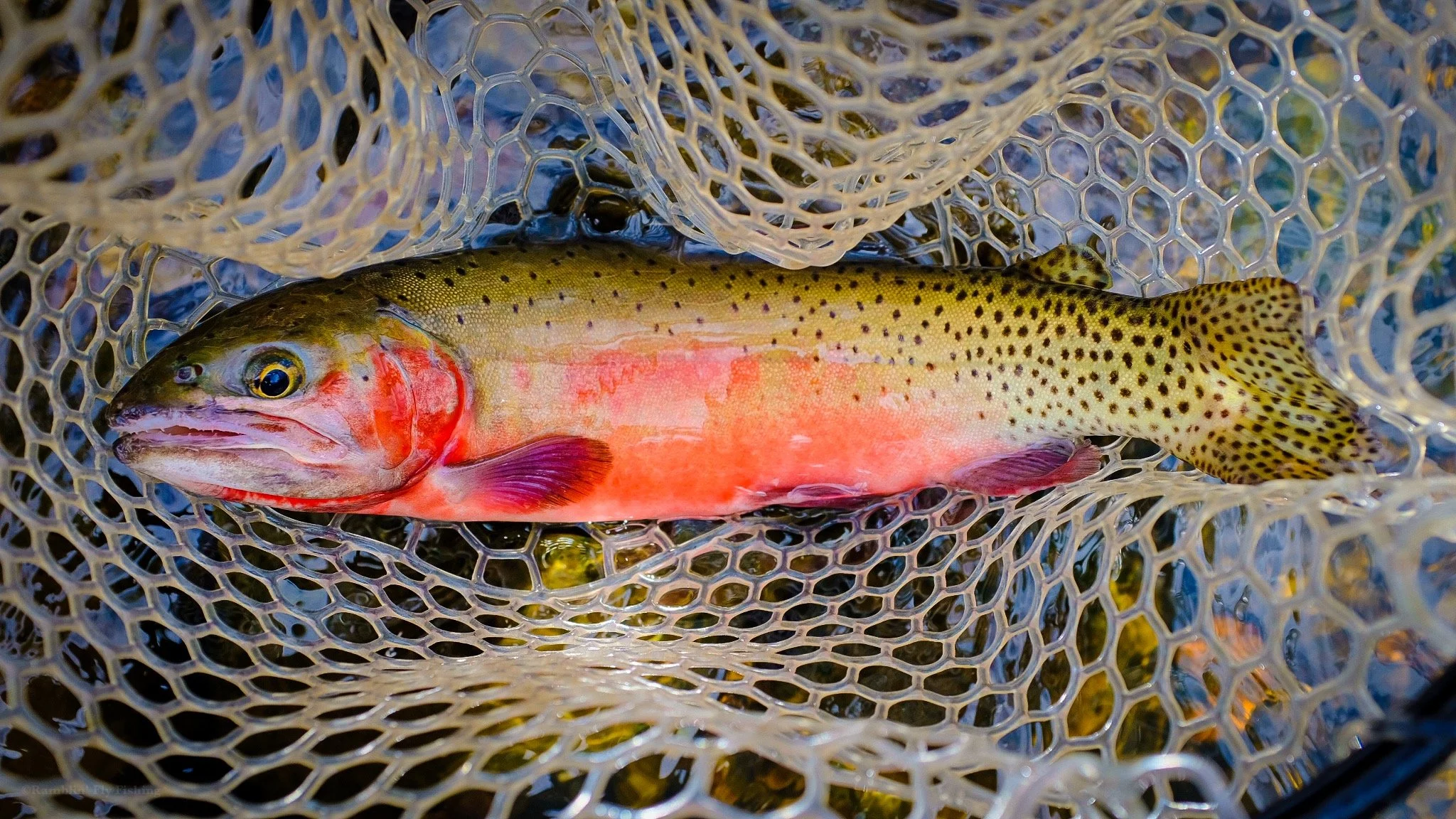 A rainbow trout with a speckled yellow body and pink underside resting in a fishing net.