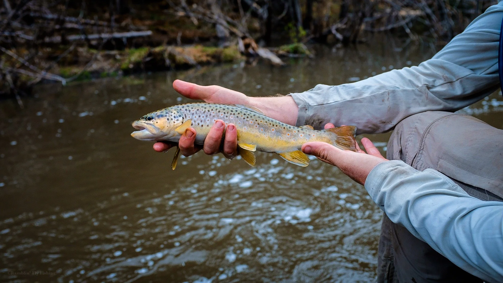 Person holding a freshly caught brown trout in a river with a natural outdoor setting.