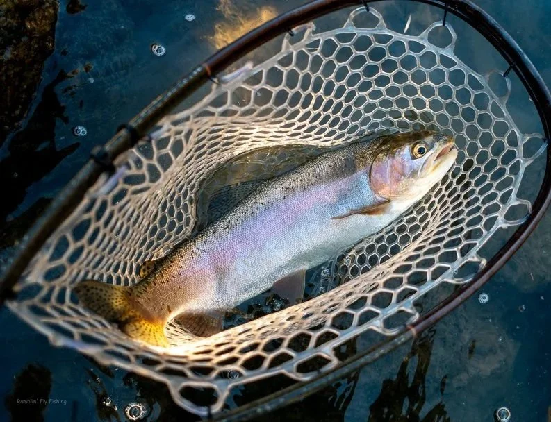 Rainbow trout in a fishing net held above water.
