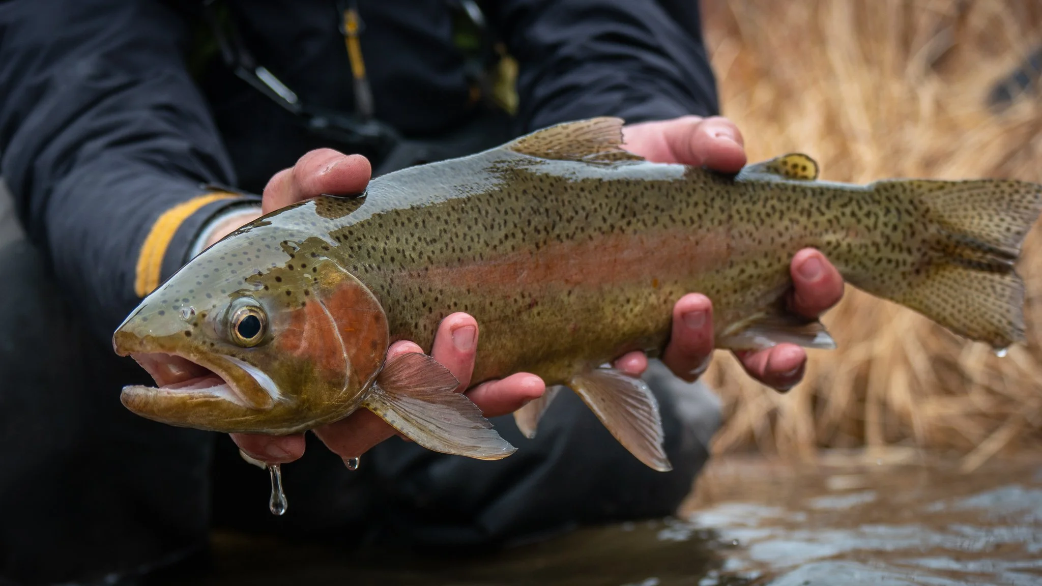 Person holding a freshly caught rainbow trout with water droplets on its body.