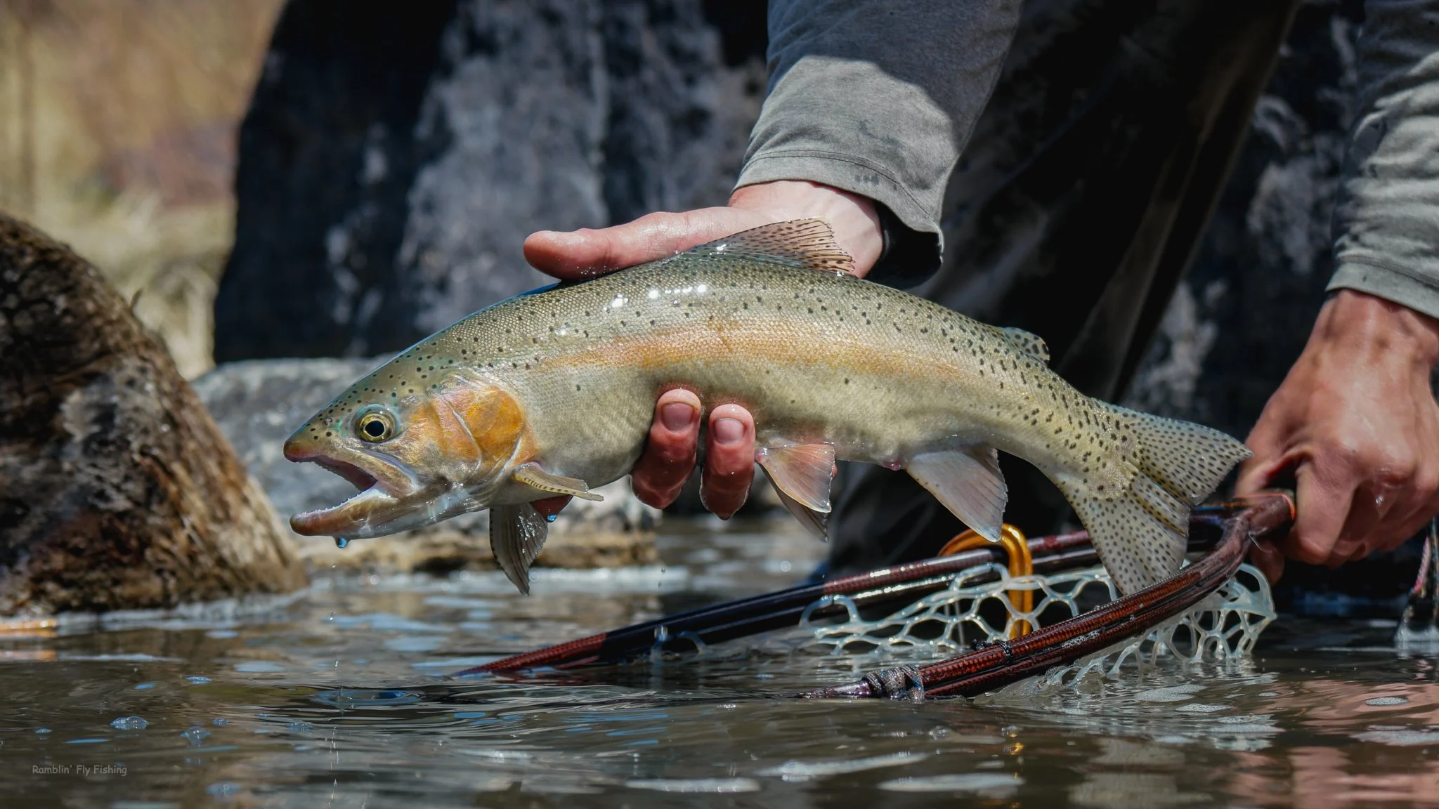 A person holding a freshly caught rainbow trout fish above a shallow stream, with a fishing net nearby and rocky background.