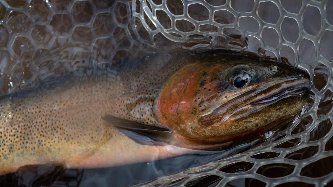 A rainbow trout caught in a fishing net.