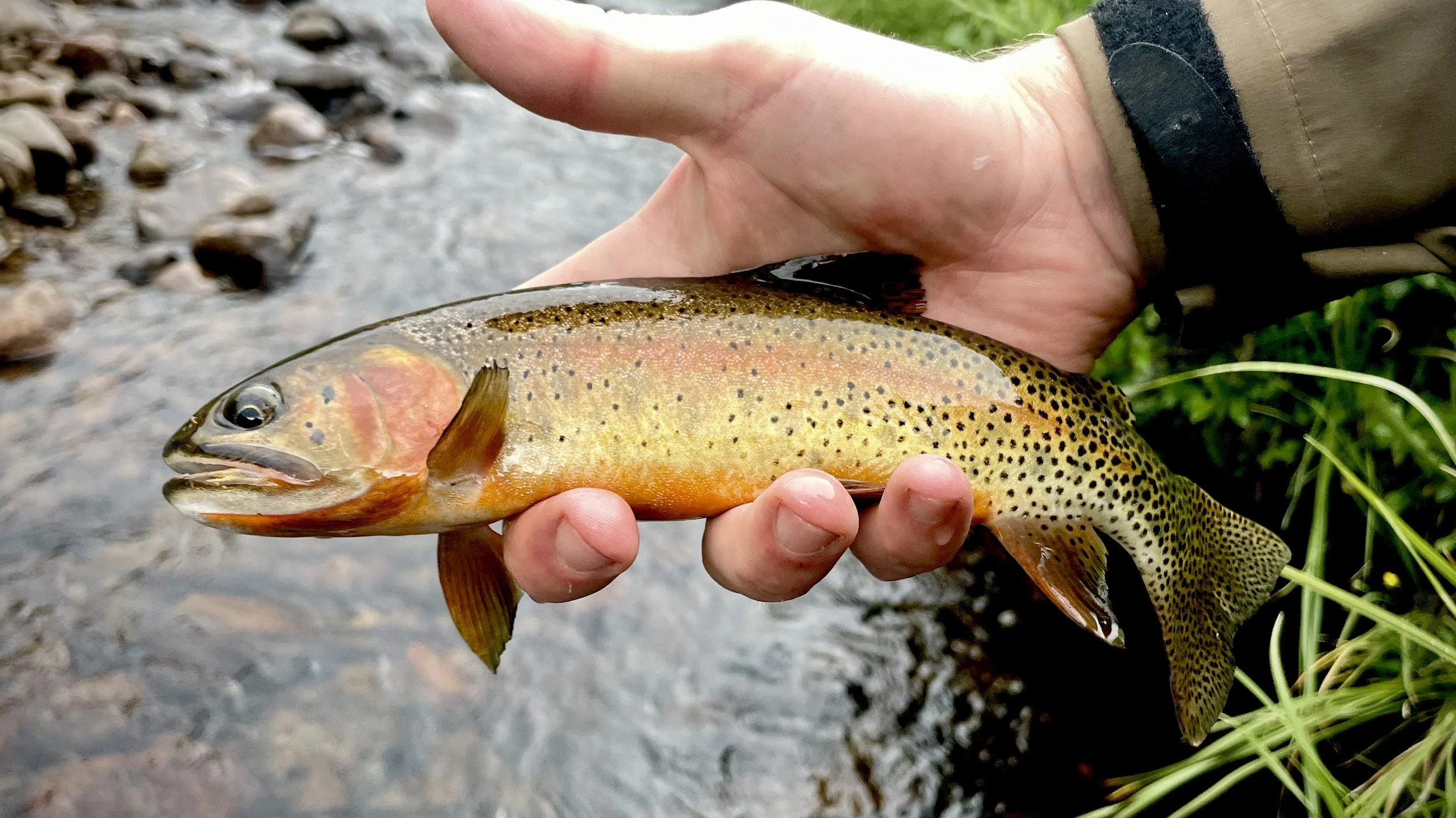 Person holding a rainbow trout fish over a creek or river.