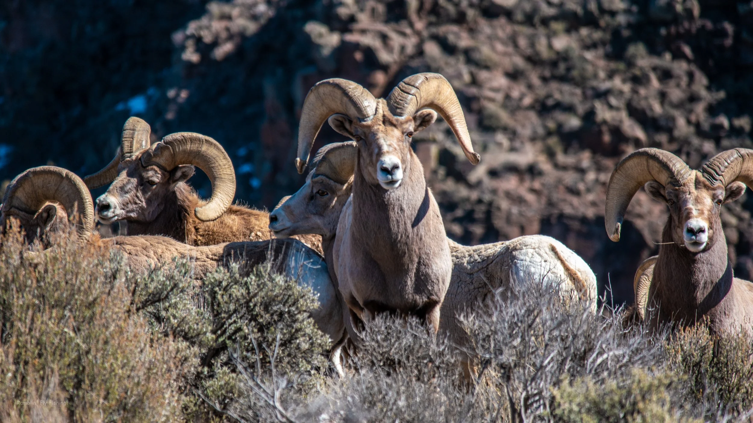 A group of bighorn sheep with large, curved horns standing in a rocky, shrub-covered landscape.
