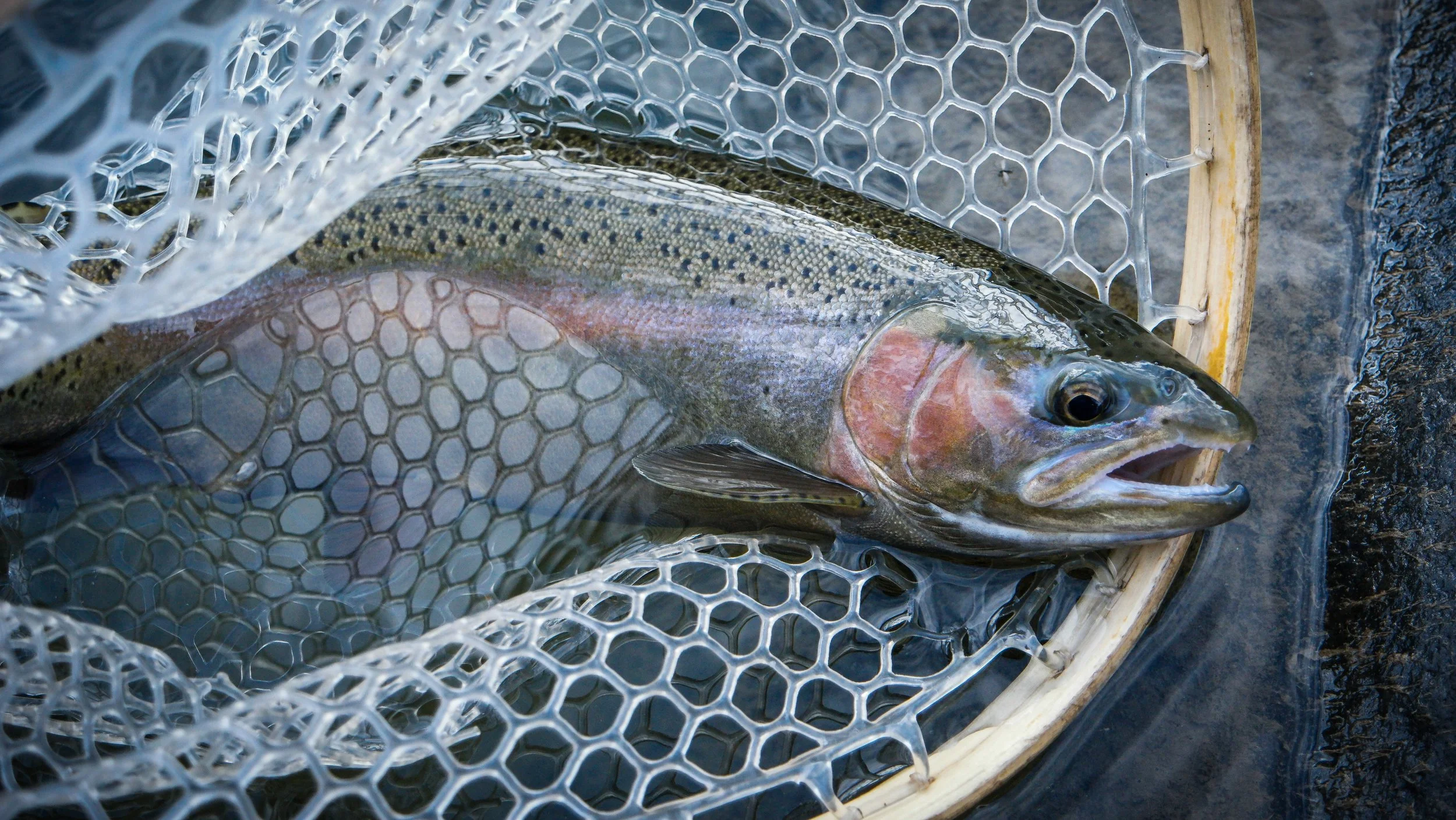 A freshly caught fish lying on a net with a wooden frame, on a rocky surface.