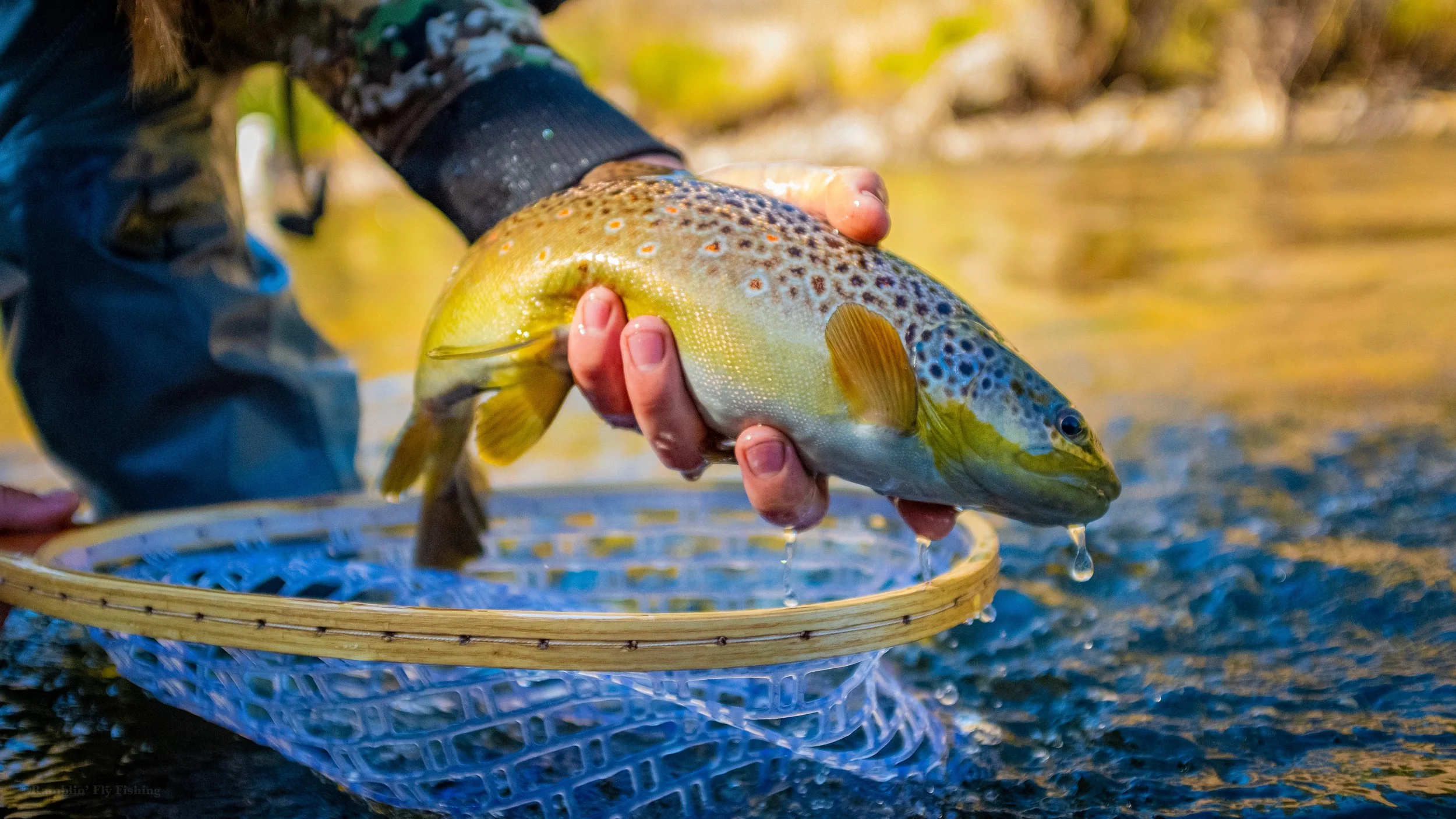 Person holding a freshly caught colorful trout fish above a net in a river with water droplets dripping from the fish.