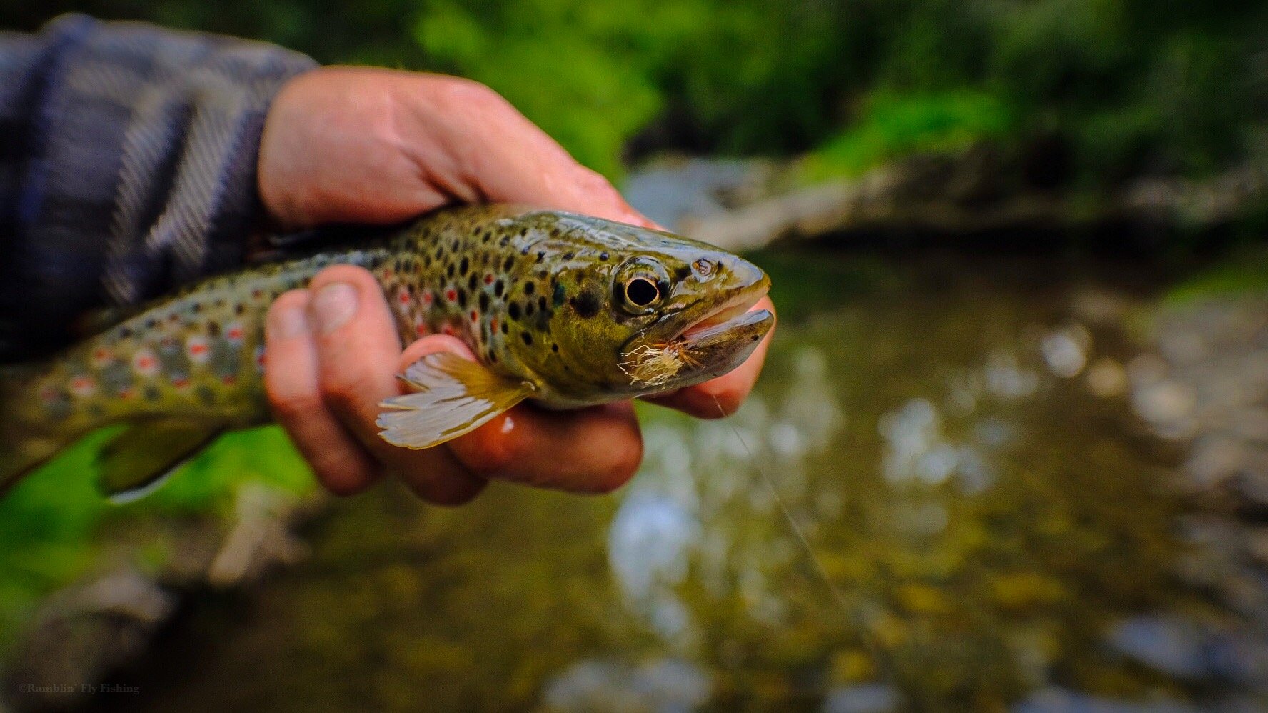 A person holding a small rainbow trout fish with a green and brown background.