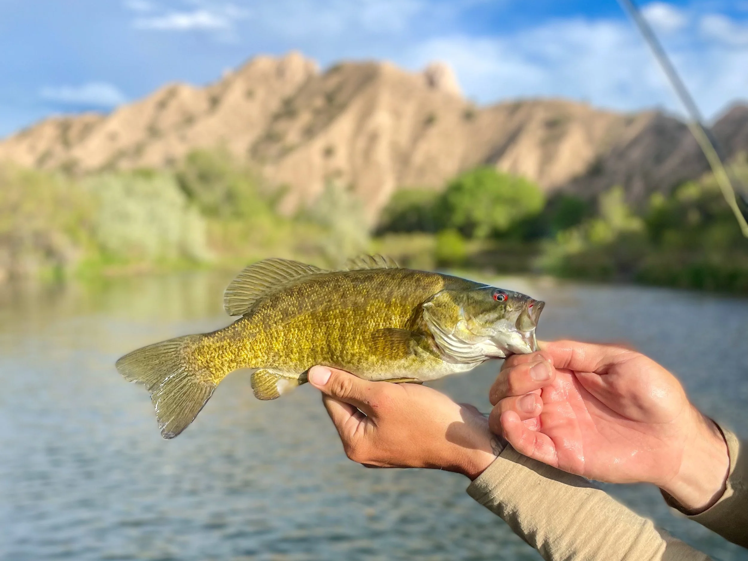 Person holding a fish lot over water with mountains in the background.